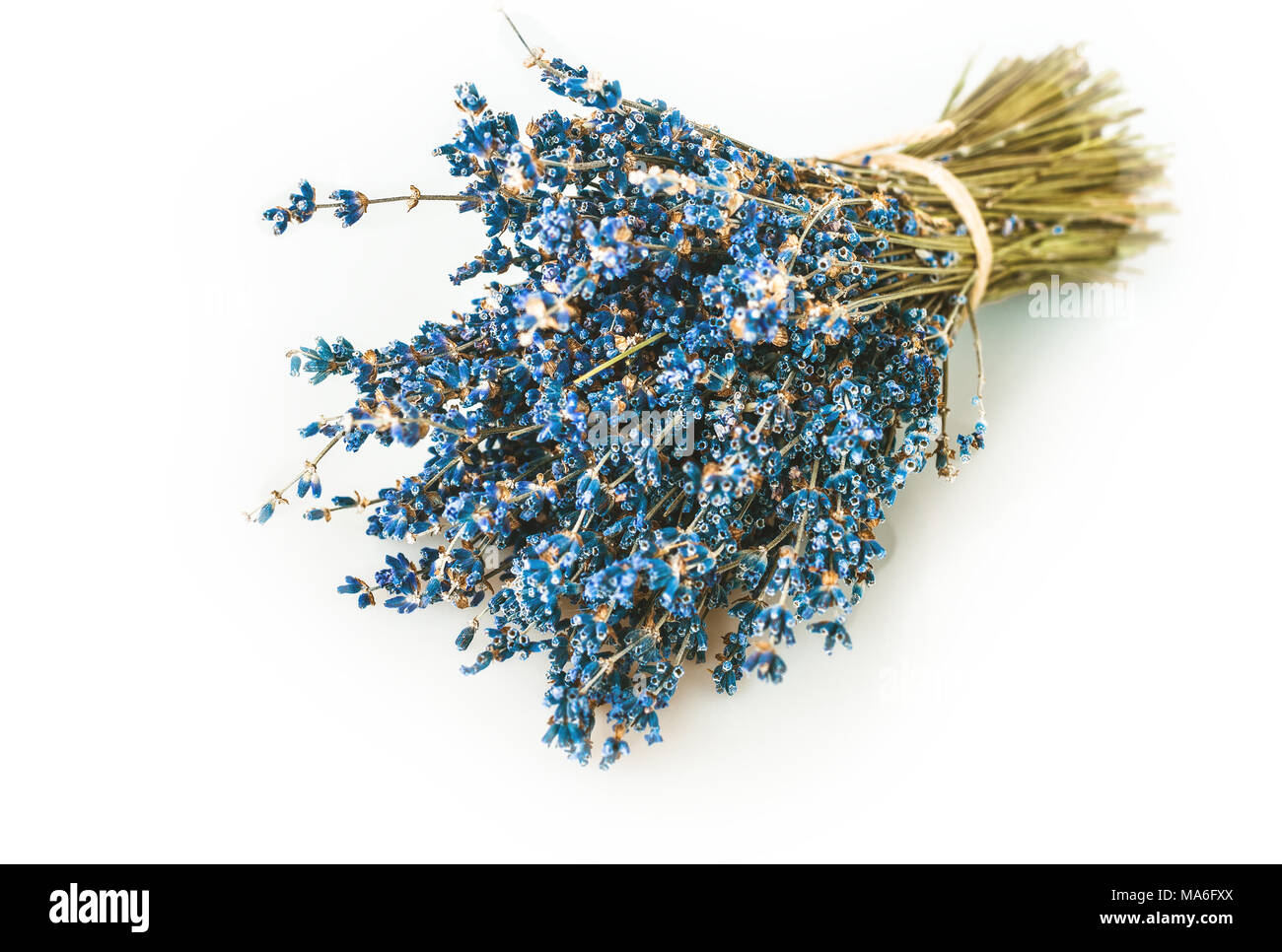Lavendel Stockfoto