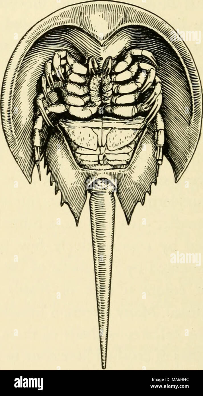 . Elemente der Biologie, insbesondere in Bezug auf ihre Rolle im Leben der Tiere Stockfoto