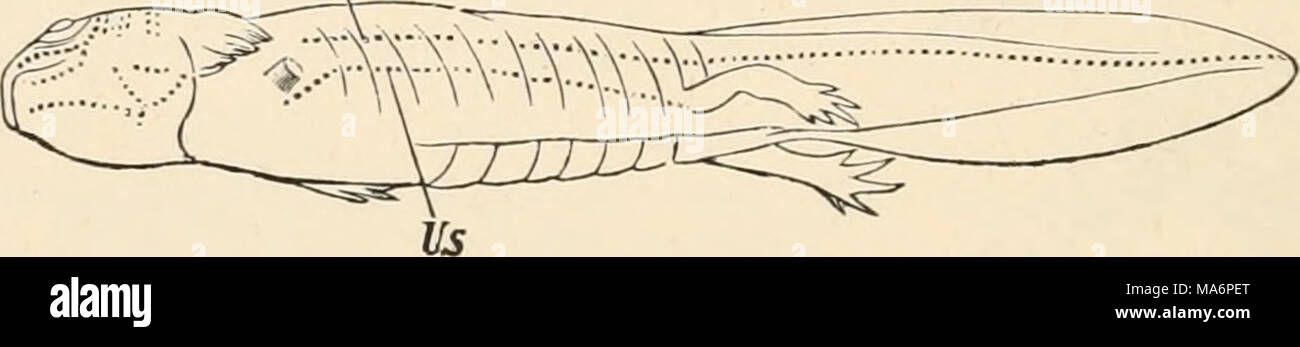 . Elementare Lehrbuch der Zoologie Stockfoto