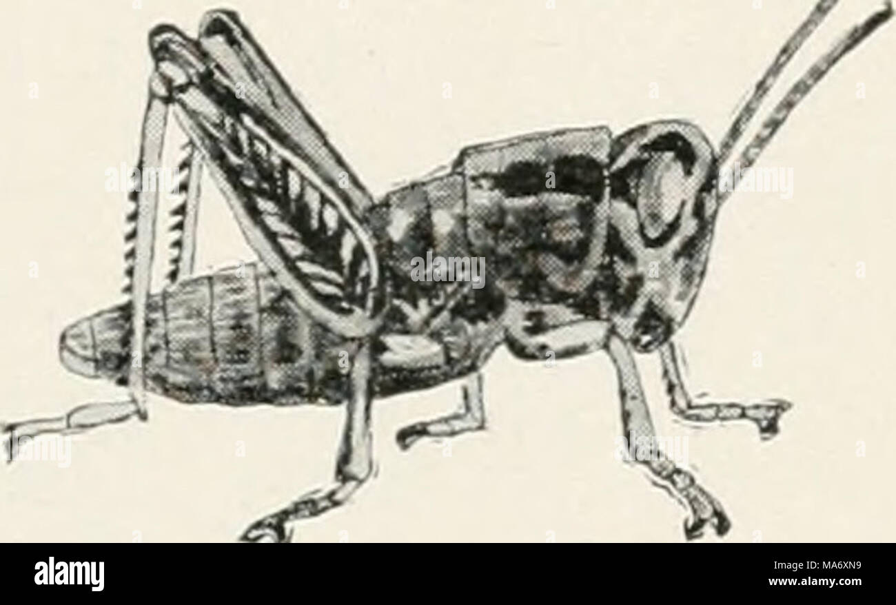 . Elementare Studien in Insekten Stockfoto