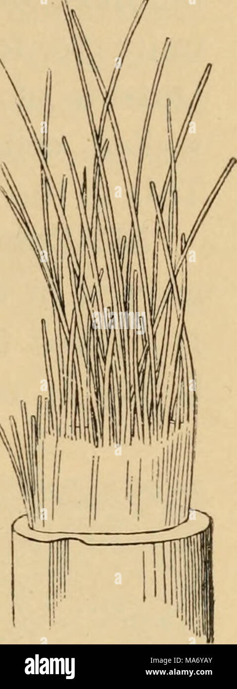 . Elementare Grundsätze der Landwirtschaft; ein Lehrbuch für die gemeinsame Schulen. Abb. 23. Mais - Stiel, Anzeigen fibro - leitbündel, oder "Threads". B Stockfoto