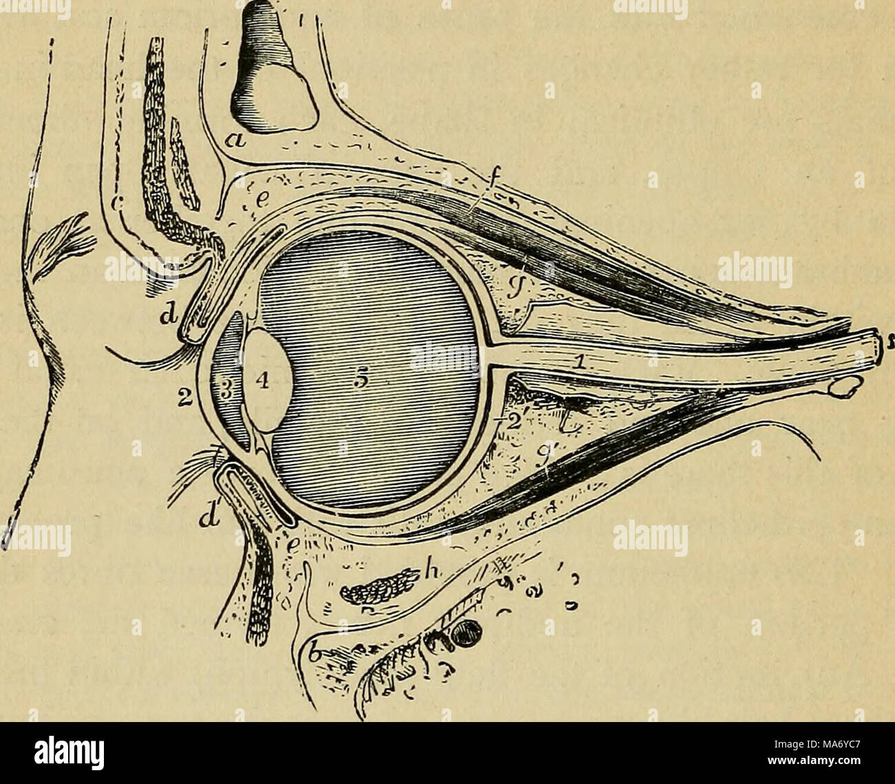 . Elementare Physiologie. Abb. 122.- Schnitt durch den Orbit und seinen Inhalt. a, stirnbein; b, Superior maxillaris Knochen; r, Augenbrauen, Augenlider; d; e; f, Bindehaut, der Muskel, den oberen Deckel wirft;^und g, Recti Muskeln; Uhr, inf oblique Muskel quer; i, Sehnerv; 2, Hornhaut; 2', sklerotische; 3, wässrige Kammer; 4, Linse, Glaskörper; 5 Kammer. Vier dieser Muskeln gerade laufen vorwärts aus dem hinteren Teil des Orbits der Augapfel vor, der eingefügt werden soll. Sie sind daher der Recti Muskeln genannt, und je nach Position sind als Superior bezeichnet, in Stockfoto