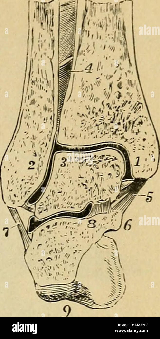 . Elementare Physiologie. Abb. Astragal und calcaneum. 34.-Abschnitt der rechten Sprunggelenk in der Nähe der mittleren und der hinteren astra - galo - calcaneal articu- lation, vor gesehen. (AllenThom - Sohn.) Interne; 2, externe malleolus; 3, auf der astragal im Winkel zwischen seinen • Superior und seine externen Flächen; 4, In-lerior interosseous Tibio-fibular Ligament; 5, interne, seitliche Bänder des Sprunggelenks; 6, sustentacu-lum Tali; 7, calcaneo-iibular oder mittleren Teil der externen lateralen Ligament; 8, inneren Teil des Inter-Knöchernen astragalo - cal - caneal Ligament; Stockfoto