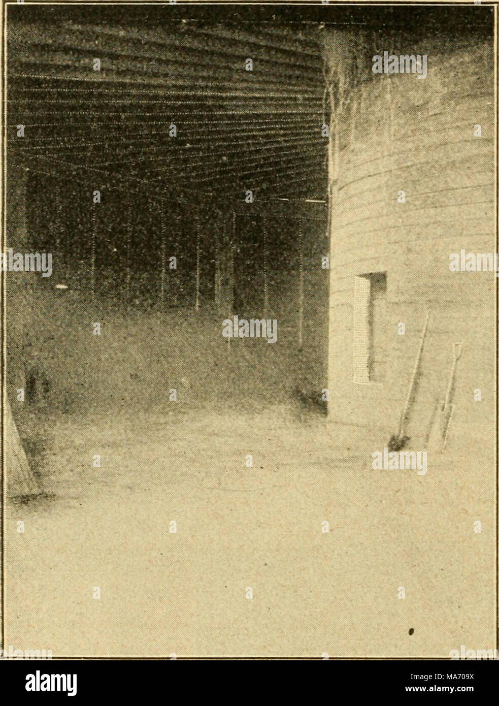 . Grundlegende Lektionen in der Physik der Landwirtschaft. Durch diese Rutsche und in kürzester Zeit die Kühe verteilt. Wie in der Abb. gezeigt. 3 Auch die Trocken- Futter ist so platziert, dass es möglicherweise durch Rutschen direkt in die Krippen auf ein halbes Dutzend verschiedener Punkte abgelegt werden. Außerdem ist vorgesehen, für die Masse der Getreidespeicher durch Feed bins Öffnung auf der Etage, auf der die Kühe stehen, an einem Punkt, der hier in der Nähe der Eingangstür. Abb. 12. Bei der Reinigung der Scheune ein Wagen oder Schiff in die stabile hier, Abb. 2 und übergibt völlig um und wieder an der gleichen Stelle; es ma Stockfoto