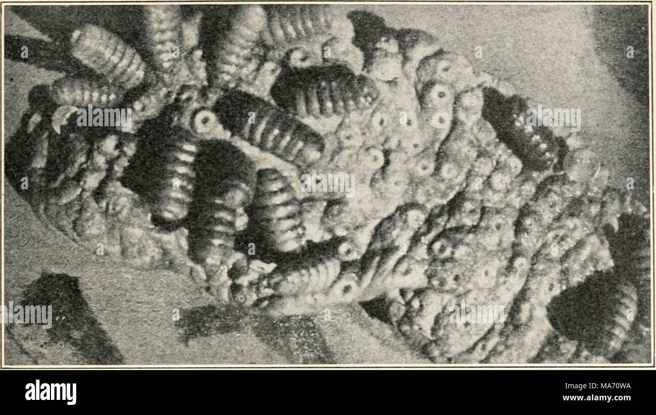 Elementare Entomologie Abb 373 Bots Im Magen Eines Pferdes