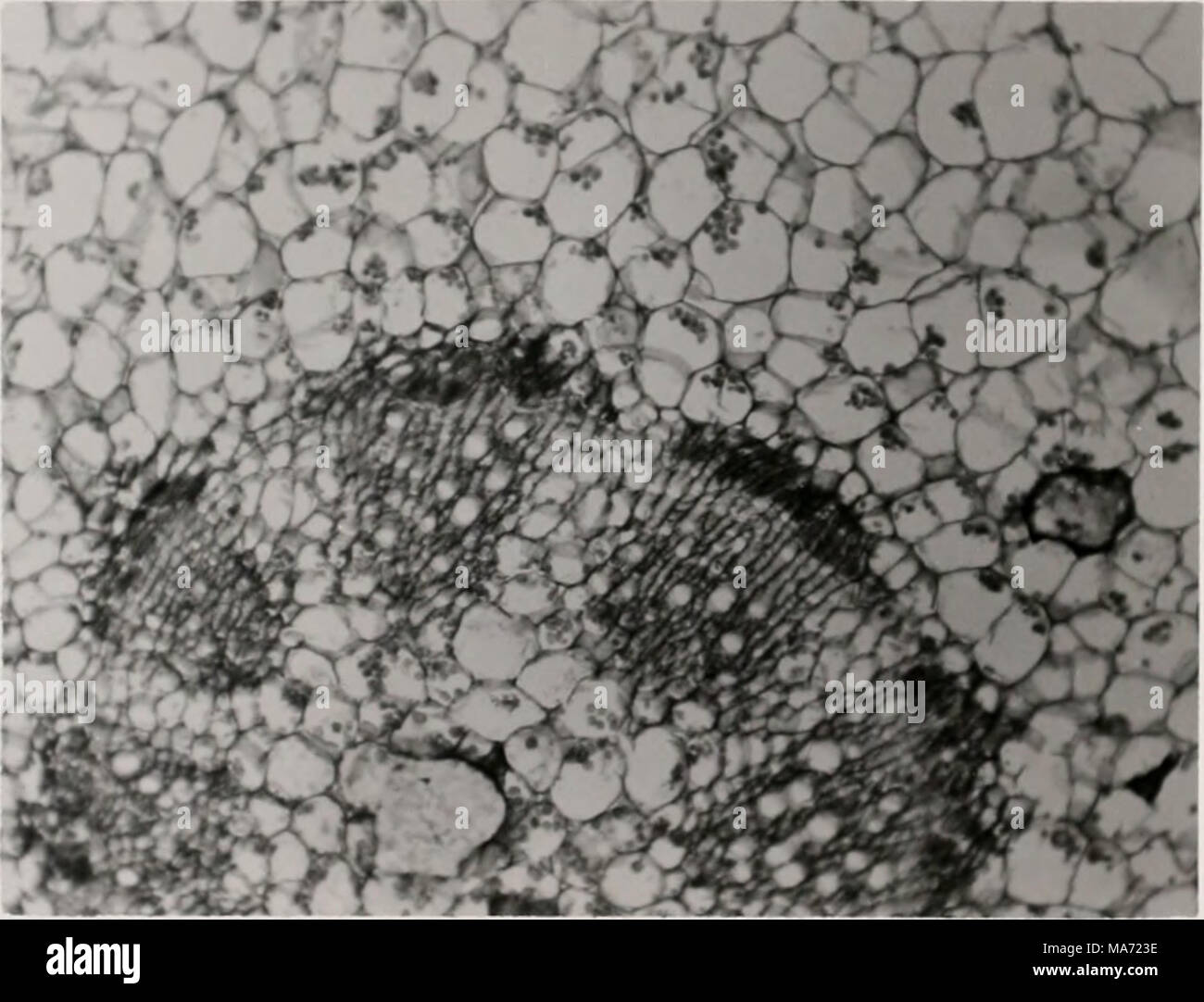 . Auswirkungen der Mineral Levels auf Physiologie und Morphologie der Pflanzen. Abbildung 17. -- Photomicrograph der Querschnitt durch mutierte Schießen von Fortulaca oleracoa. Kortikale Zellen weisen eine normale Entwicklung. Beachten Sie die vielen Stärke Körner, die Zellen der ersten kortikalen Schichten füllen. (150x) Stockfoto