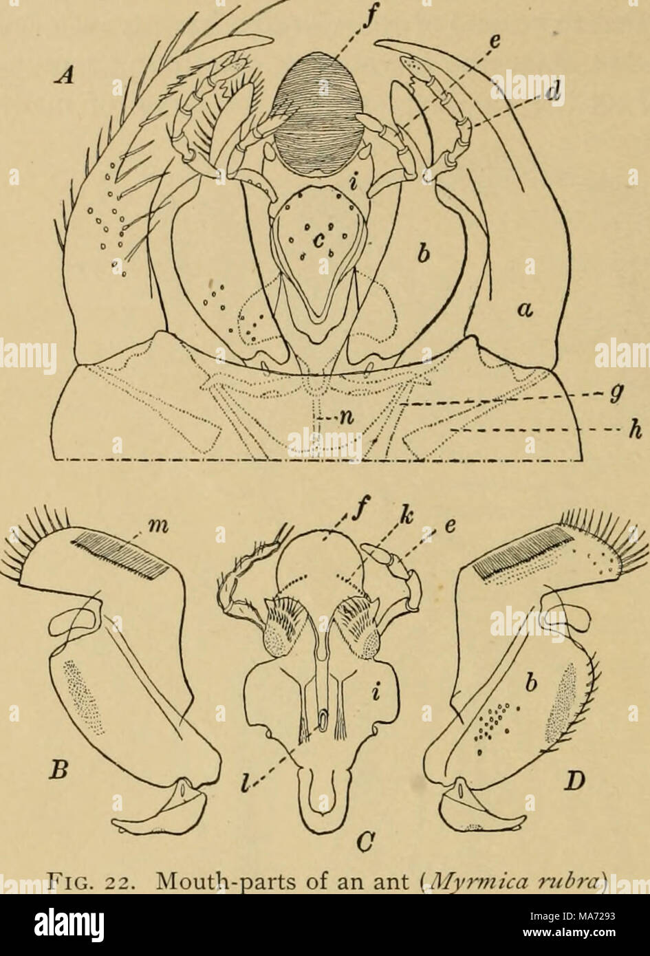 . Elementare Entomologie. Abb. 22. Mund Teile einer Ameise {Myrmica 7