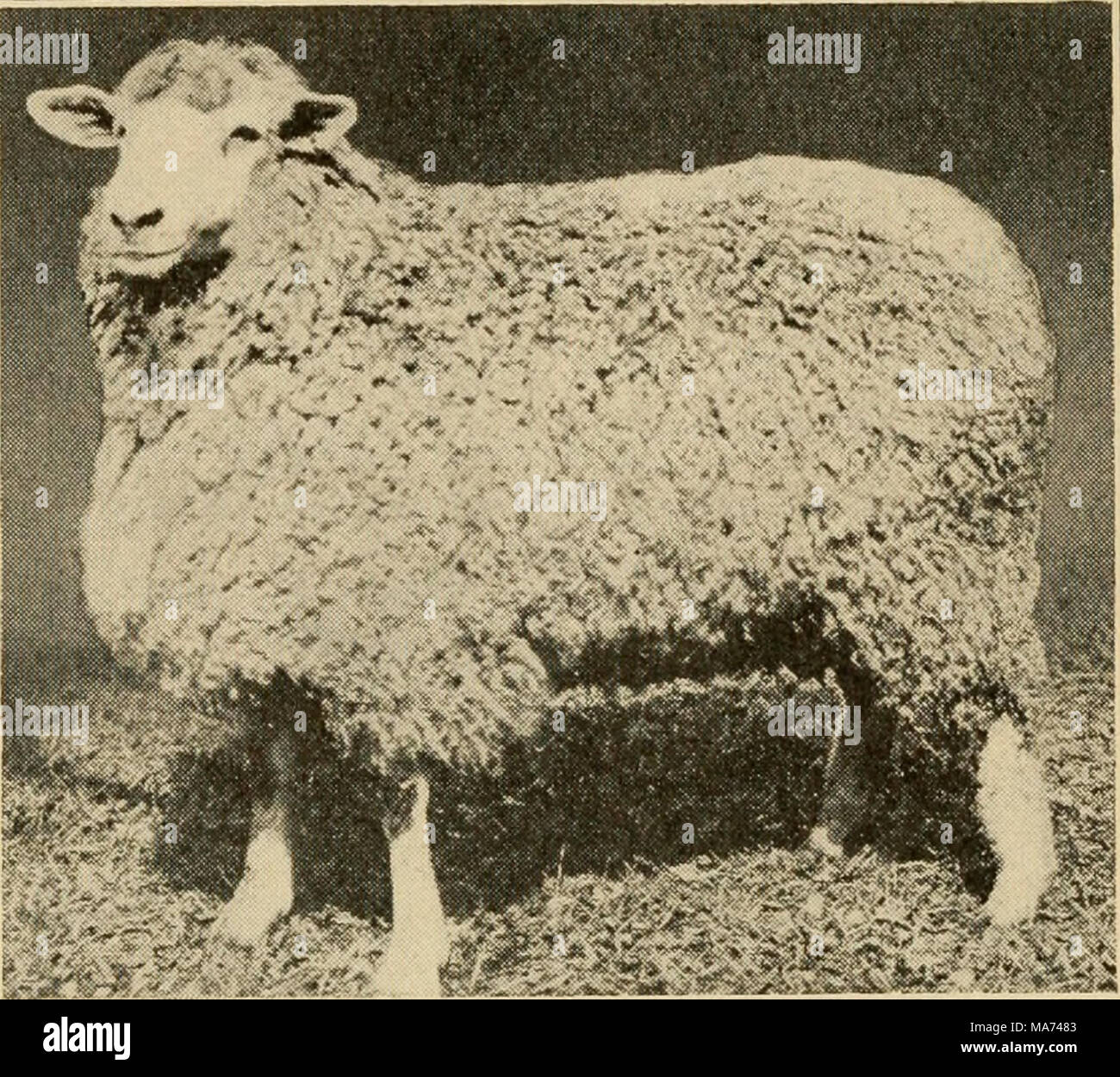 . Effektive Landwirtschaft; ein Text-Buch für den amerikanischen Schulen. Abb. 176. - Lincoln Ewe. bouillet der Züchter die Mut-Tonne quaUties verbessert haben und die feine Wolle char-acteristic gehalten. American Merino. - Die amerikanische Merinos die kleinsten aller Rassen, die Rams rang-ing aus Hundert zu hundert fünfundsiebzig Pfund und die mutterschafe von achtzig bis hundert Pfund. Der Kopf ist klein und mit Wolle fallen, mit Ausnahme der Spitze der Nase. Die Männchen haben schwere, Krümmung, gewundene Hörner; die Weibchen sind Hornlosen. Das Vlies ist von zwei bis zweieinhalb Zentimeter in der Länge und ist sehr dicht und Stockfoto