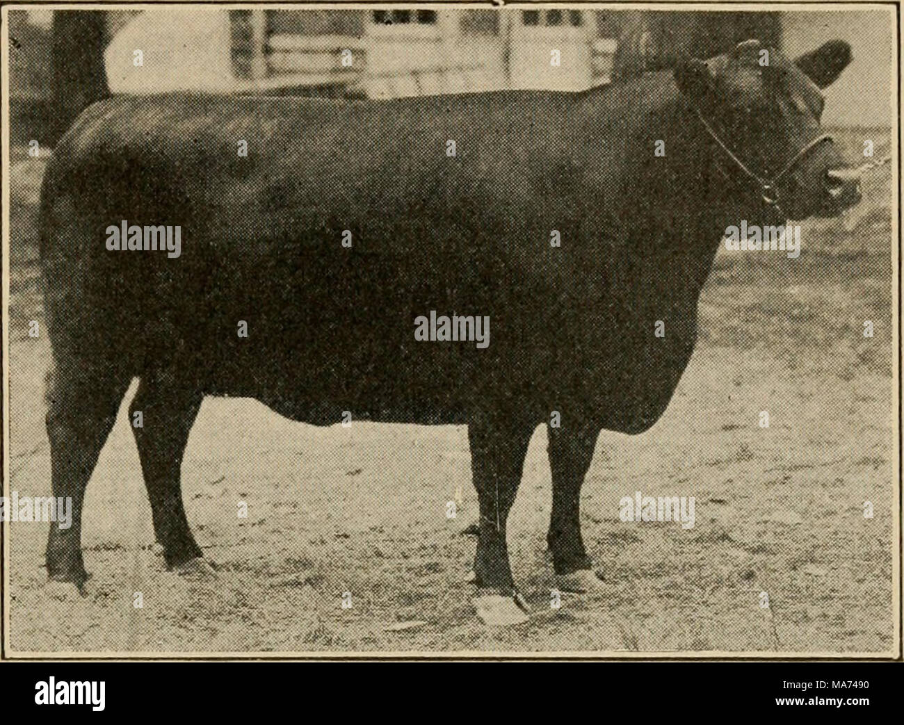 . Effektive Landwirtschaft; ein Text-Buch für den amerikanischen Schulen. Abb. 137. - Aberdeen-Angus Rind. ing mehr tonnenförmig, oder zylindrisch, Körper, ist kompakter und glatt. Beachten Sie die zylindrische Form des Tieres in Abb. 1 gezeigt. 137. Das Fleisch ist feinkörnig und von höchster Qualität; die Rasse hat re-peatedly im Auto - Cass Tests auf vielen Live-Lager zeigt gewonnen. Die Tiere sind Reifen früh und Mästen gut wenn Junge und sind Pop-ular für "Baby-beef". Sie sind nicht so gut RUSTLERS für Einzug als Hier - Furten und aus diesem Grund weniger auf die Bereiche beliebt sind. Sie werden immer beliebter in der Stockfoto