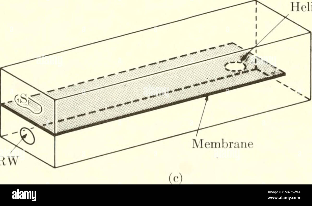. Elementare Biophysik: ausgewählte Themen. Helicotrema RW Abb. 21. Skizze der Cochlea (a) und einen Querschnitt der Cochlea (b). Teil (b) zeigt die Trennung der wie eine Schnecke Rohr in Vestibular (V), die mediane oder Cochlear (C) und im Ohr (T) Kanäle. Der steigbügel Einfügen am Ende der vestibular Canal ist gekennzeichnet durch die gestrichelte Linie mit dem. Symbol S, und das runde Fenster (RW) am Ende des Trommelfells Canal ist ähnlich indi- nen. BM ist die Lage der Basilarmembran. N ist der Hörnerv, wie es von der Cochlea entsteht. Teil (C) zeigt eine schematisierte Version des c Stockfoto