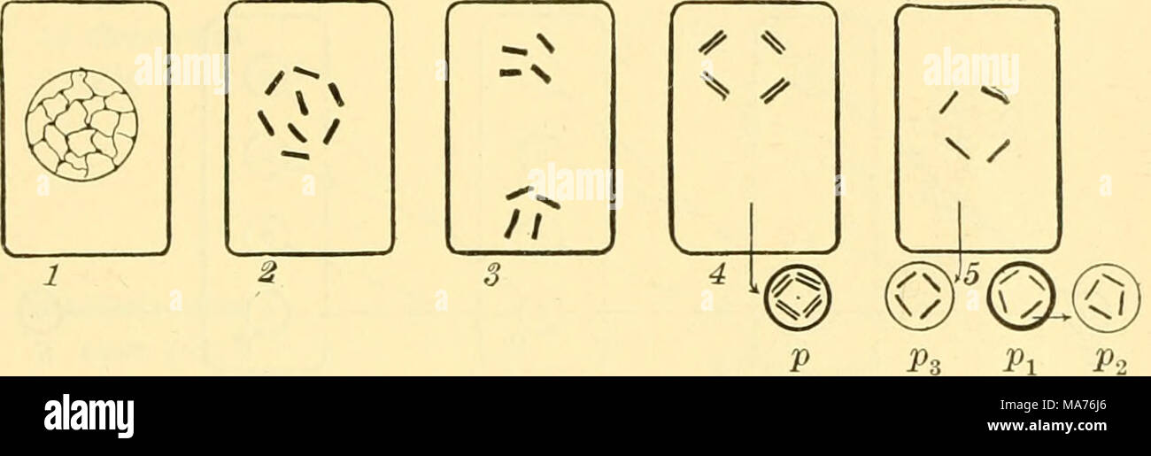 . Elementare Biologie; eine Einführung in die Wissenschaft des Lebens. Abb. 245. Die Bildung einer Eizelle das Chromatin Material des Kerns Netzwerk, /, ordnet sich selbst in einer bestimmten Anzahl von Chromosomen, 2, die in zwei gleiche Gruppen, 3 Teilen. Die Hälfte der Chromosomen sind aus der Zelle, 4 geschoben, und bilden die erste Polkörper,/. Die chromosomen der polaren Körper, sowie die Chromosomen, die in der Mutter Zelle, längsspaltung, und die Hälfte der jedes Chromosom wird aus geschoben, 3. Die erste Polkörper wird damit zwei Körper,/^ und/.21 und die Mutter Zelle stellt eine dritte Polar bod Stockfoto