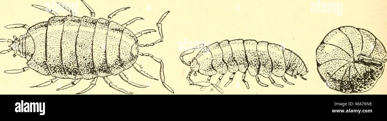 . Elementare Biologie; eine Einführung in die Wissenschaft des Lebens. Abb. 178. Die Pille bug, wenn plötzlich gestört, das Tier rollt sich, wodurch die freiliegende Oberfläche und verbergen die zarte und empfindliche Teile. (X j) 1. Es reduziert den Gesamtbetrag der Oberfläche zu Gefahr 2 ausgesetzt. Es HÄRTET (kondensiert) die freiliegende Oberfläche, 3. Es zieht sich das Tier von der Angriffspunkt, 360 Stockfoto