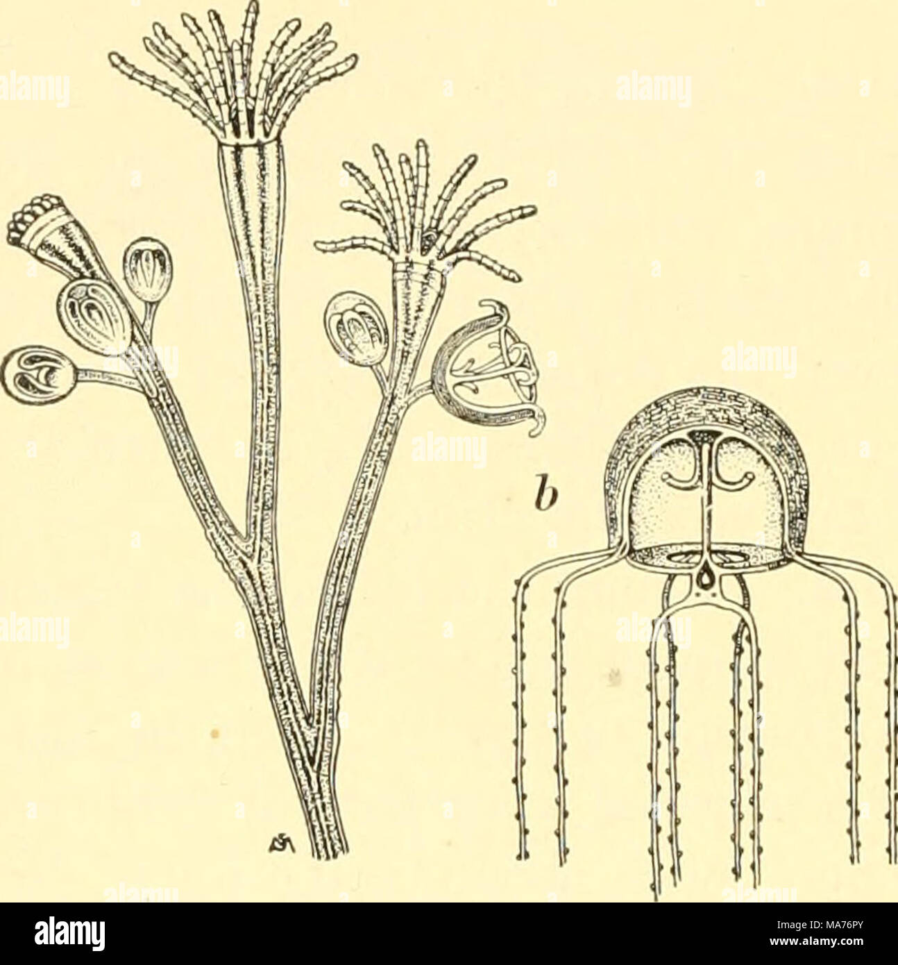 . Elementare Biologie; eine Einführung in die Wissenschaft des Lebens. Abb. 155. Hydromedusa {Boiigainvillea 7'ai) iosa) a, vergrößerte Ansicht der Teil der Kolonie, die Fütterung und Reproduktion Personen. Neue Personen sind hier ungeschlechtlich, durch Knospung. /', Das Medusa, die verursacht als Knospe auf dem Hydra Kolonie und reproduziert durch Gameten ins Wasser geworfen Stockfoto