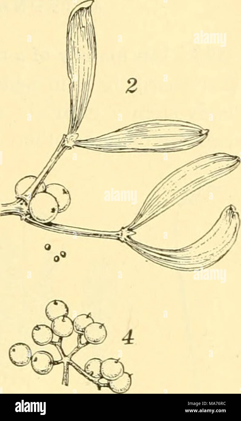 . Elementare Biologie; eine Einführung in die Wissenschaft des Lebens. o Ein Bild. 147. Samen durch Vögel Vögel gestreut verzehren die Frucht und die Unverdaulichen Samen entladen. /, Thistle;^, Mistel, s, bird cherry; 4, roter hartriegel selbst Korbweiden und neue Regionen erfolgreicher als solche, die auf andere Agenturen für die Streuung die neuen Pflanzen hängen zu überfallen. Viele Pflanzen haben ihre Samen durch Ströme von Wasser verteilt,-Streams in verschiedenen Größen, Meeresströmungen, Wind oder Strömung, die auf das Wasser. Samen pflanzen, die in Sümpfen oder Teichen wachsen, sind häufig abhängig von Wasser Ströme für die Verbreitung und das o Stockfoto