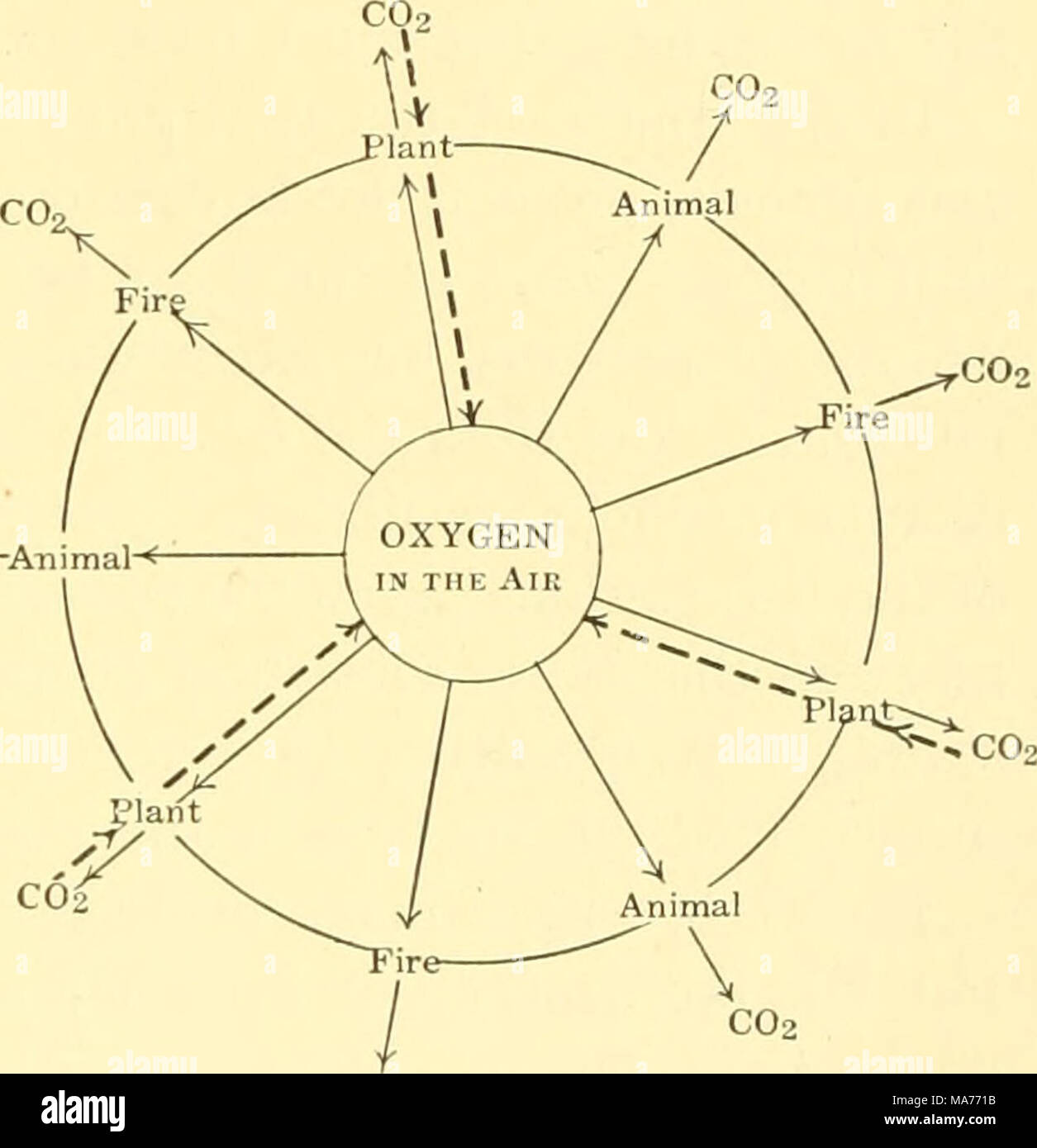 . Elementare Biologie; eine Einführung in die Wissenschaft des Lebens. CO2-Abb. 19. Der sauerstoffkreislauf Oxj' gen aus der Atmosphäre ist von Pflanzen aufgenommen, durch Tiere, und bv Brände. Alle diese Rückkehr Kohlendioxid in die Atmosphäre. Die grünen Pflanzen nehmen Kohlendioxid aus der Atmosphäre und Sauerstoff Stockfoto