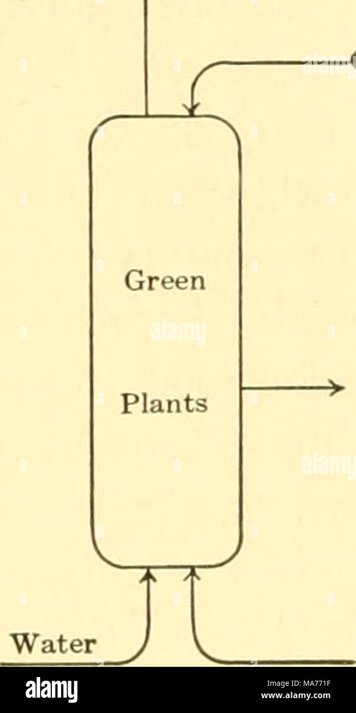 . Elementare Biologie; eine Einführung in die Wissenschaft des Lebens. -&Gt; Oxy gen - Kohlendioxid - EIN ^ Tiere essen Boden Materialien -^-> 'f ^.^ Pilze und Bakterien V J im Laufe des Sommers die Bakterien im tuberkel wird in eine große Menge von Stickstoff aus der Luft. Teil dieser werden Sie in die Proteine für den unmittelbaren Konsum verwenden; ein anderer Teil wird von Ihnen durch die Wurzeln der Pflanze, auf dem sie wachsen; und am Ende der Saison gibt es in der Erde und 071 die Erde viel mehr Ni-Trogen in kombinierter Form, als es am Anfang vorhanden sein. Stockfoto