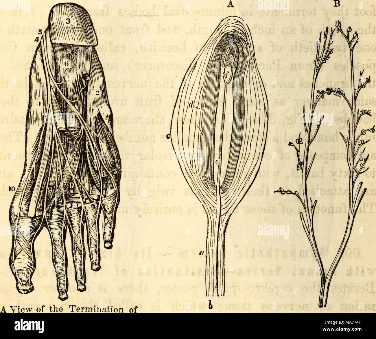 . Elementare Anatomie und Physiologie: für Hochschulen, Akademien und andere Schulen. Die Tibialis posterior in die Pacini-körperchen. Einen, einzigen Korpuskel Fußsohle. 1, Innerhalb der sehr vergrößert. &Lt;/, dessen Stiel, b, die Nerven. 2, die äußere Seite. 3, Absatz. 4, Fibcr-c "°uter Schichten, und d, die inneren Schichten der Internen Plantar Nerv. 5, Exter - die Kapsel, e, Nervenfasern und/, seine Subdi-nal Plantar Nerv. 6, Filiale zu Vision und Kündigung. B, Teil der Digitalen Flexor Brevis. 7, Abzweig auf die Nerven, mit Pacini-körperchen, Seite der Kleinen Zehe. 8, Zweigniederlassung Raum Stockfoto