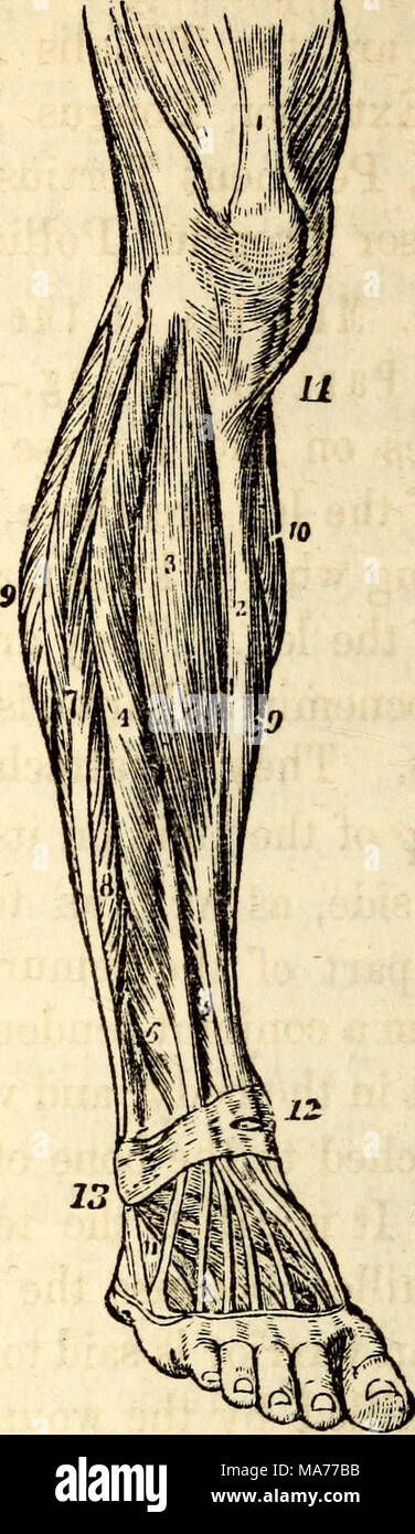 . Elementare Anatomie und Physiologie: für Hochschulen, Akademien und anderen Schulen. Ein Blick auf die Muskeln auf der Vorderseite des Beines. 1, Sehne des M. quadriceps Femoris. 2, Wirbelsäule des Schienbeins. 3, Tibi - alis Anticus. 4, Extensor Communis Digi-thorum. 5, Extensor Pollicis Proprius. 6, Peroneus Tertius. 7, Peroneus Longus. 8, Peroneus Brevis. 9, 9, Grenzen der Soleus. 10, Teil des Gastrocnemius. 11, Extensor Digitorum Brevis. 258. Muskeln des vorderen Teil des Beines. - Auf den vorderen Teil der Tibia, oder Bein, sind vier Muskeln gefunden mit schlanken Sehnen, die sind für die upw Stockfoto