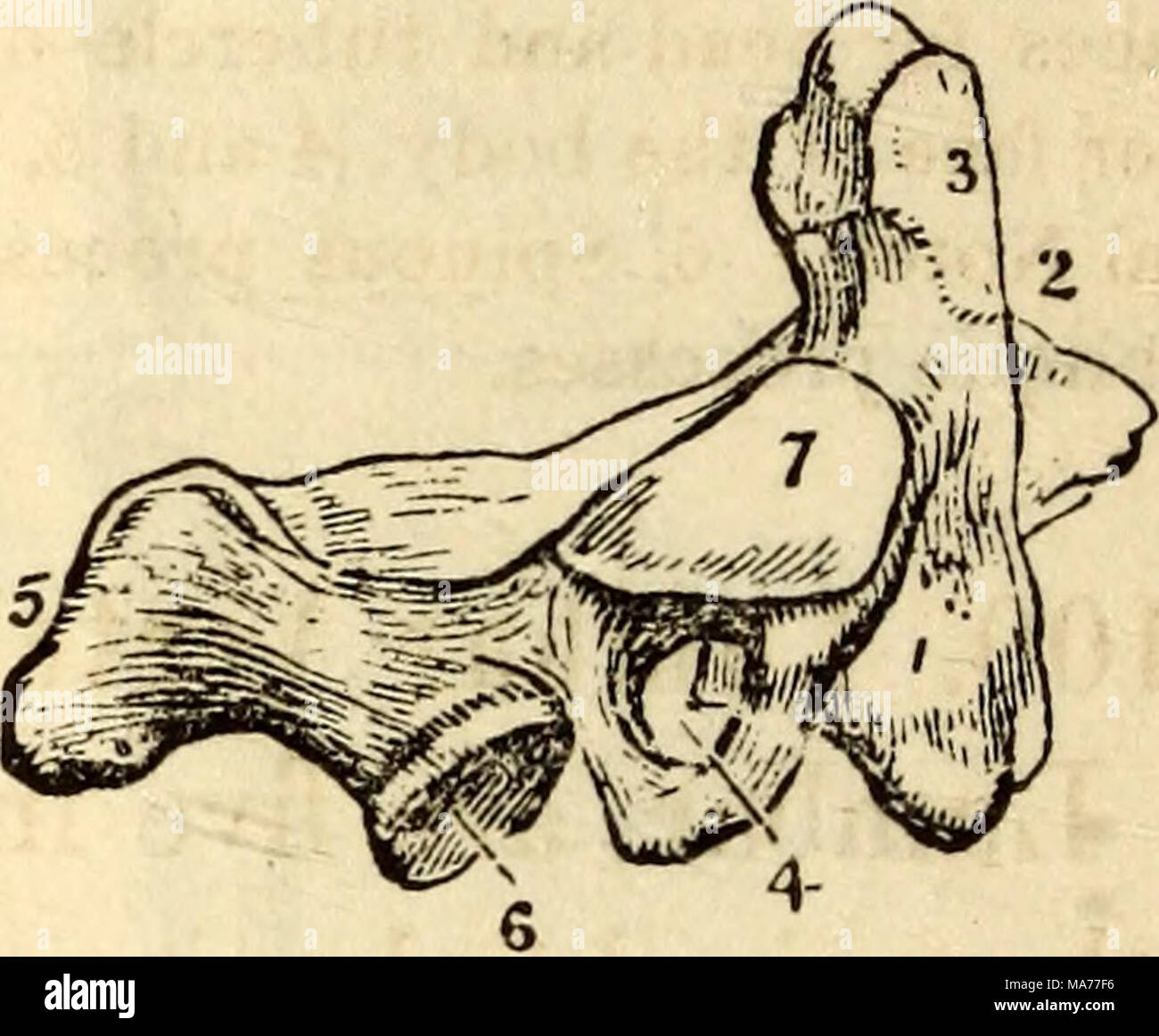 . Elementare Anatomie und Physiologie: für Hochschulen, Akademien und anderen Schulen. Der Atlas. 1, Anterior Tuberkel. 2, gelenkentzündungen Gesicht. 3, hintere Oberfläche des Spinalkanals. 4, tervertebral Kerbe. 5, Quer. 6, Fo-Ramen für Arterie. 7, Superior oblique Prozess. 8, Tuberkel für transverse Ligament. Die Achse. 1, Körper. 2, D - sus Dentatus. 3 artikulieren, sur-Gesicht. 4, Foramen für die A. vertebralis. 5, Dornfortsätze Prozess. 6 und 7, schräg Prozesse. Auf diese eine, die den Kopf in eine Richtung vorwärts und rückwärts bewegt wird. Das zweite, das als Achse, ist gekennzeichnet durch eine Projektion Stockfoto