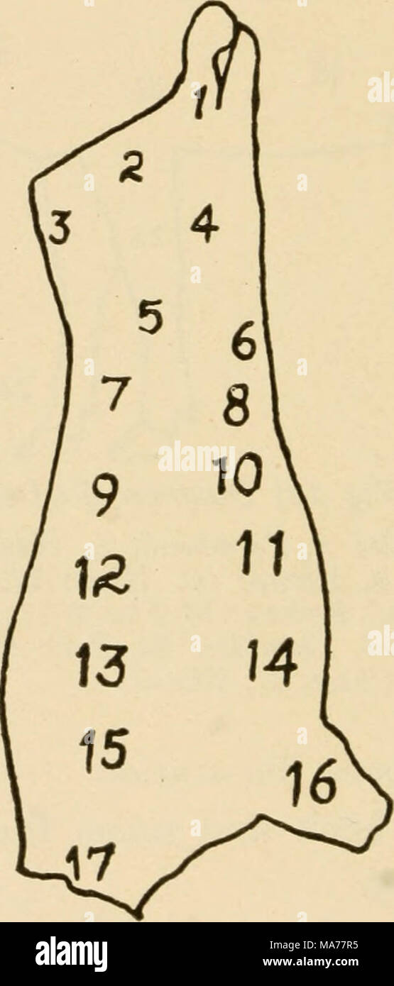 . Elementare Landwirtschaft. Abb. 122. Eine Seite von Rindfleisch 1, Bein; 2, Maus Gesäß; 3, Rumpf; 4&gt; Rund; 5, Rinderfilet, 6, Veiny Stück; 7, zu (einschließlich Filet); 8, Bavet; 9, Fore Rippe; 10,- und Knochendünnung; 11, Brust; 12, Mittlere Rippe; 13, Chuck Rippe; 14, Schulter, 15 Clod 16, Shin; 17, Hals, oder klemmt. Stockfoto