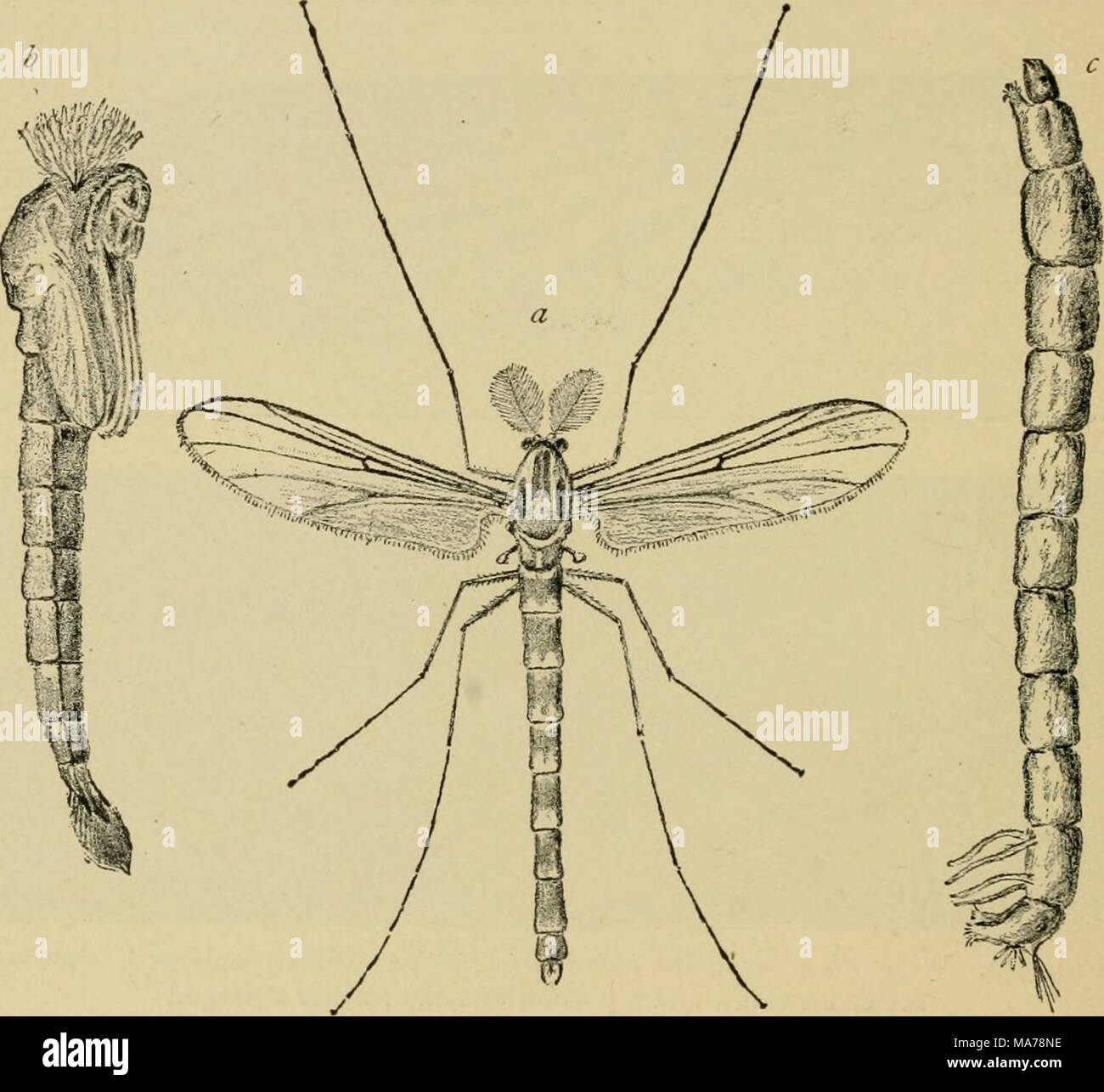 . Elementare Entomologie. Abb. 353. Eine midge [C/i/iv/io"/it., sp.). {(Ireatly vergrößert) a, männlichen Erwachsenen;/', Puppe; c, Larve, (.-^ Ach Filz) Anzahl und an der Waage. Die meisten Larven sind Gewässer, die von sehr langen, fadenförmigen Würmern, die in der slime live und verfaulende Vegetation an der Unterseite des Pools und Bäche, wo Sie auf pflanzlichen Stoffen ernähren. Viele sind hell in der Farbe Rot und gefordert haben, Blut-Worms. Die minute punkies, oder "No-see-ums, "sind die schlimmsten Feinde der Jäger und Fischer, und man muss sich eine dicke Haut ihre blutrünstigen Angriffen zu widerstehen. Stockfoto
