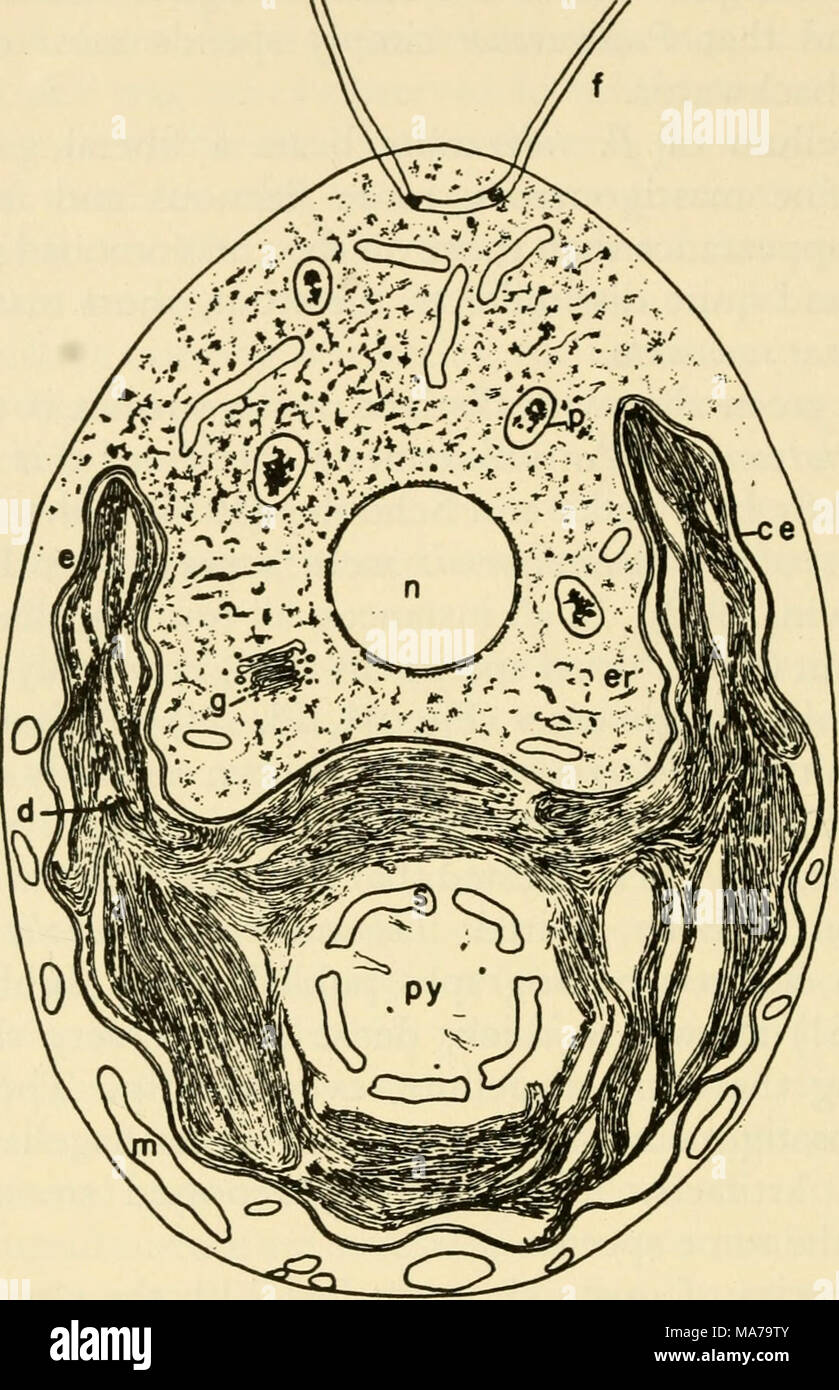 . Elektronen- mikroskopischen Struktur der Protozoen. Text-Bild 7. Prinzipskizze der Chlamydomonas. ce, chloroplast Umschlag; d, lamellare Scheiben der Chloroplasten-Hinweis diskontinuierlichen Anordnung; e, halmbruch Granulat in Chloroplasten, äh, endoplasmatischen Retikulum; f, flagellum; g, Golgi body, m, Mito - chondrion; n, Nucleus; p, vakuolen mit metaphosphate; Py, pyrenoid; s, stärke Platten. Von Sager, 1959. geschichtete Zone von mittlerer Dichte. Am vorderen Ende der Zelle ist ein kleines Papille von gegenüberliegenden Seiten, von denen die beiden Flagellen entstehen durch Tunnel, die sich in der Zellwand. Innerhalb von t Stockfoto