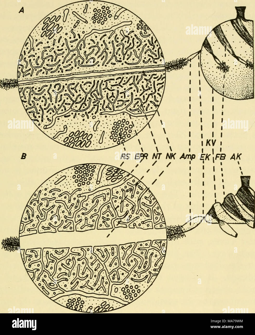 . Elektronen- mikroskopischen Struktur der Protozoen. Text-Bild 2. Schematische Zeichnungen der kontraktilen Vakuole Apparate in Paramecium Übersicht main Vakuole zu Rechten und eine radiale Kanal mit erweiterten Rundschreiben inset, nach links. Obere Zeichnung zeigt radial Kanal in der Systole, Diastole Vakuole in; untere Zeichnung zeigt radial Kanal in der Diastole und der vakuole in der Systole. RS, Cluster von membranöse Tubuli, EPR, endoplasmatischen Retikulum, die Kontinuität dieses System mit NT, nephridial Tubuli bilden einen Schwamm um NK, nephridial Kanal; Amp, ampulle von radialen Kanal; EK, Einspritzdüse canal; kv, main c Stockfoto