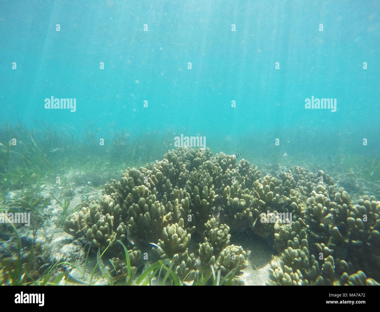 Underwater Coral Reef Hintergrund in Bali. Stockfoto