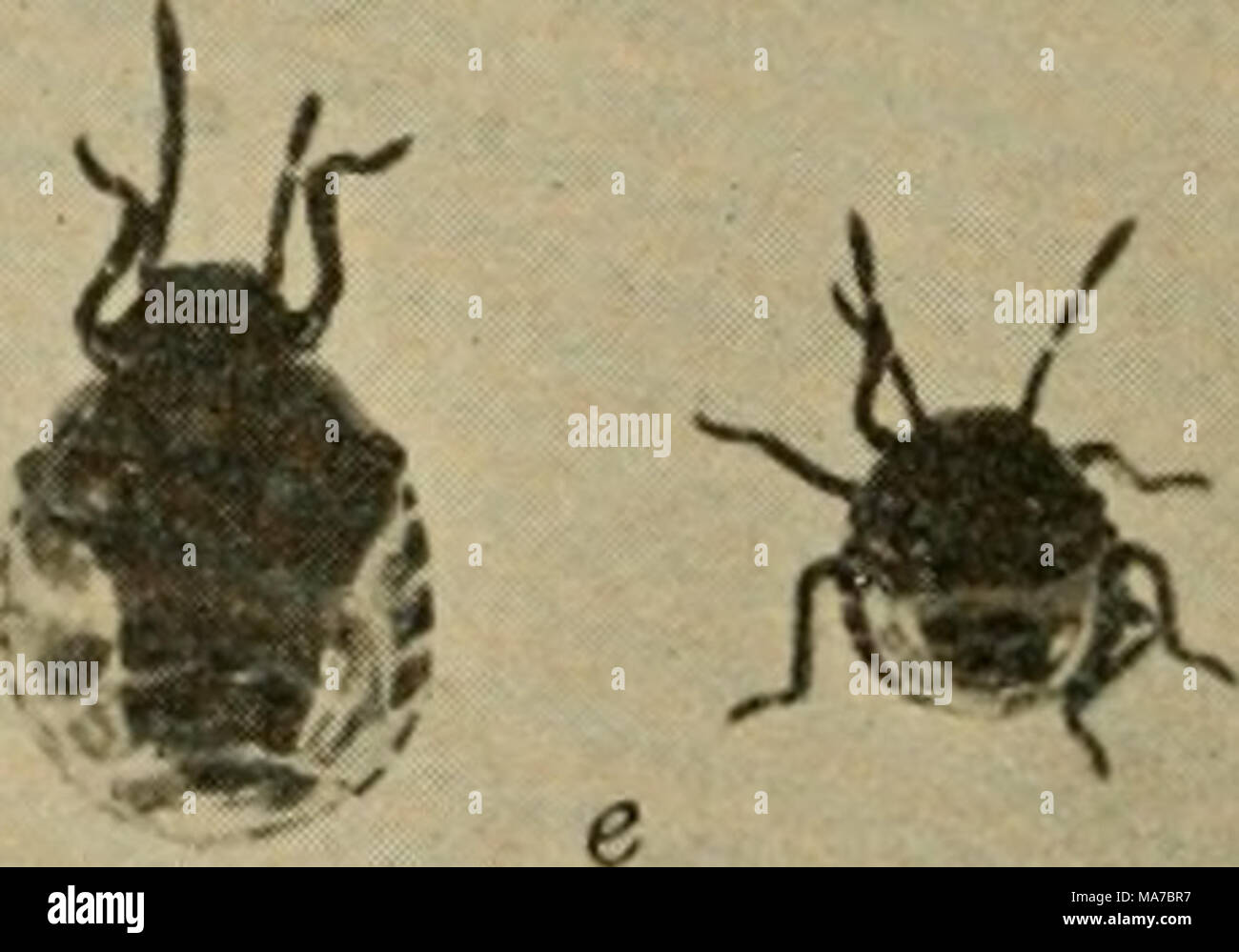 . Elementare Entomologie. Abb. 155. Die Harlequin Kohl - Bug a, b, Erwachsene (natürliche Größe); c, Seitenansicht, Kopf mit Unterkiefer und Oberkiefer setae aus Schnabel; d, Eier mit neu Junge geschlüpft; e, Nymphen;/, ei Massen mit einem Ei schlüpfen und frisch geschlüpfte Nymphe auf der unteren rechten Masse scutellum vergrößert, so dass er nahezu das gesamte Abdomen und gibt den Fehler das Aussehen eines Käfers, für die Fre- gen von einem Anfänger verwechselt. Sie verschiedene Pflanzen und oft verletzen Beeren befallen, durch deren unangenehme Geruch Vermittlung, wie der Gestank - Bugs zu tun. Werk-Bugs. Die verbleibenden Familien von Stockfoto