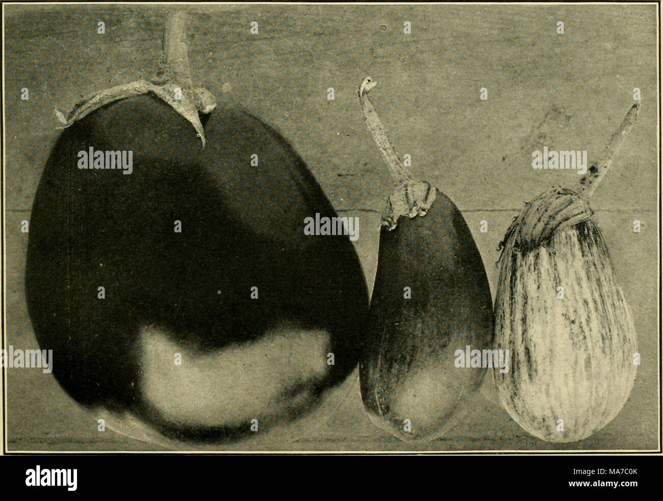 . El cultivo de legumbres en Puerto Rico. Abb. 2.-Berengena Nativa y la Mejorada. Stockfoto