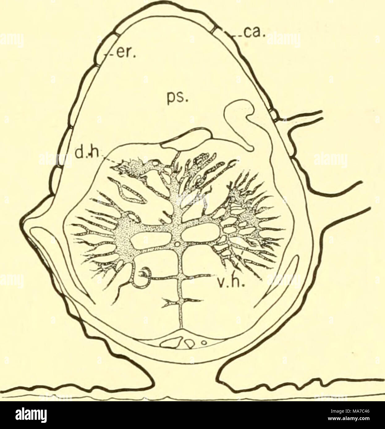 . Die knorpelfischen Fische. A B Abb. 217. Querprofile des Rückenmarks. (Von Sterzi.) A. Acanthias vulgaris. B. in Baja clavata. Ca., Verkalkung; d. li., dorsalen Horn; d.R., dorsalen Wurzel; er., endorachis; nc, neurocoele; pm., paracentral Masse; Ps., perimeningeal Raum; v. h., ventralen Horn. 6. Nerv und der grauen Substanz der Formatio reticularis - {f r., Abb. 216) im Kabel belegt ist von der ventralen Horn{v.h., Abb. 217); während der Allgemeinen kutane Kern der Medulla (g. c. n.) Platz der dorsalen Horn von der Schnur (d. h., Abb. 217); und die Nocken des Vagus und der Viscero Stockfoto