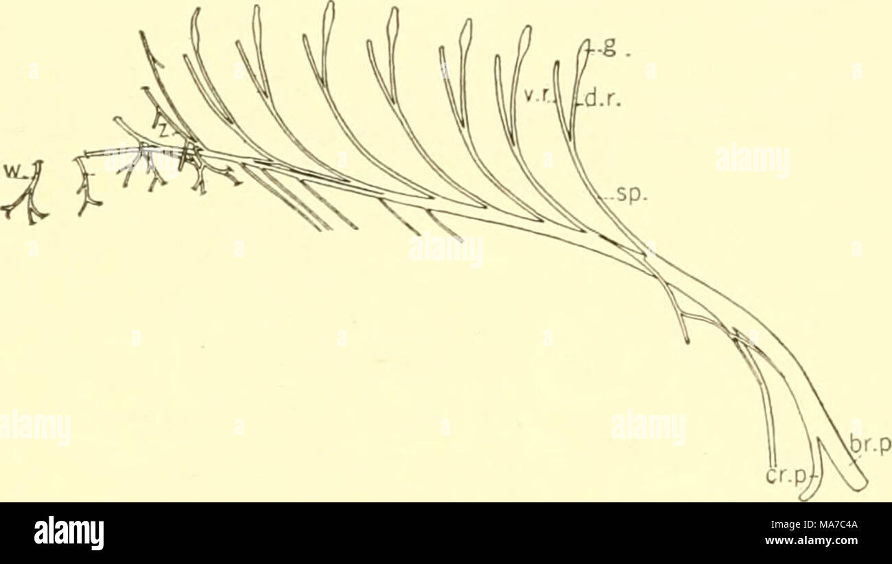 . Die knorpelfischen Fische. Abb. 204. Gebärmutterhalskrebs und Brachial Plexus, IJcptancJtiis cinereus. (Von Max Fiirbringer.) h. s., Plexus brachialis; Cr. s., zervikale Plexus; d.R., Dor-sal oder sensorischen Nerv; ^., hinterwurzelknotens; sp., spinale (gemischt) Nerv; v. r., ventralen oder motorischen Nerv;"', x, y, s, occipitospinal Nerven. SPIXAL NERVEN einer spinalen Nerven, die aus dem Rückenmark in Heptanchus cinereus (M. Fiirbringer, 1897) besteht aus einem einzigen Ventrale (Motor) und eine dorsale (sensorischen) root. Der ventralen Stamm kommt von Zellen im ventralen Horn von der Schnur*{v.h., Abb. 201) und geht nach außen zu verbinden. Stockfoto