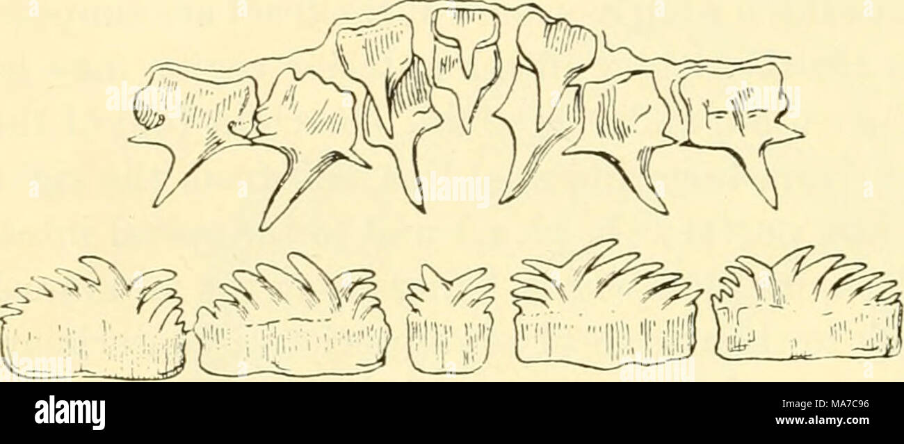 . Die knorpelfischen Fische. Abb. 121. Zähne des Heptanchus indicus. Donald und Barron.) (Von Mac-Mund- und Nasenschleimhaut Gruben in Er/ptanchus sind nicht durch oronasal Nuten charakteristisch für einige der Elasmobranchier verbunden. Der wangentasche ordnungsgemäße ist groß und geräumig. Der Boden ist durch die basihyal Knorpel angehoben, bilden ein Gerüst für die so genannte Zunge. Die Schleimhaut der Mund ist sowohl dorsal und ventral mit zahlreichen stomodeal denticles (siehe S. 24, Abb. zur Verfügung gestellt. 27 c), das, wie wir in einer Studie der körperdecke gesehen haben, sind Modi-Fications von placoid Skalen. In der Region j Stockfoto