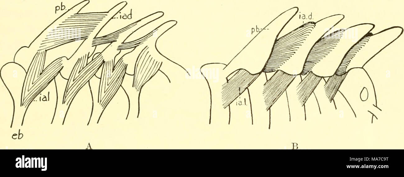 . Die knorpelfischen Fische. Abb. 109. Interarcuales Muskeln. A. AcaniJiias. (Von Vetter.) B. Heterodontus francisci. (Lucile Graham, orig.) eh., epibranchial Knorpel; ia. d., Dorsalen interarcuales Muskeln; ia. J., seitliche interarcuales; Ph., pharyngobranchial Knorpel. In Heptanchus maculatus (s. 93, Abb. 94) Der zweite oder posterioren Zweig der ersten seitlichen interarcualis ist closelj ^ nach dorsal-System gesehen werden, während in der zweiten bis zur fünften, die seitlichen interarcuales kommen mehr und mehr von der dorsalen System getrennt werden. In Heterodontiis (Abb. 109 b) Die dorsale sys Stockfoto