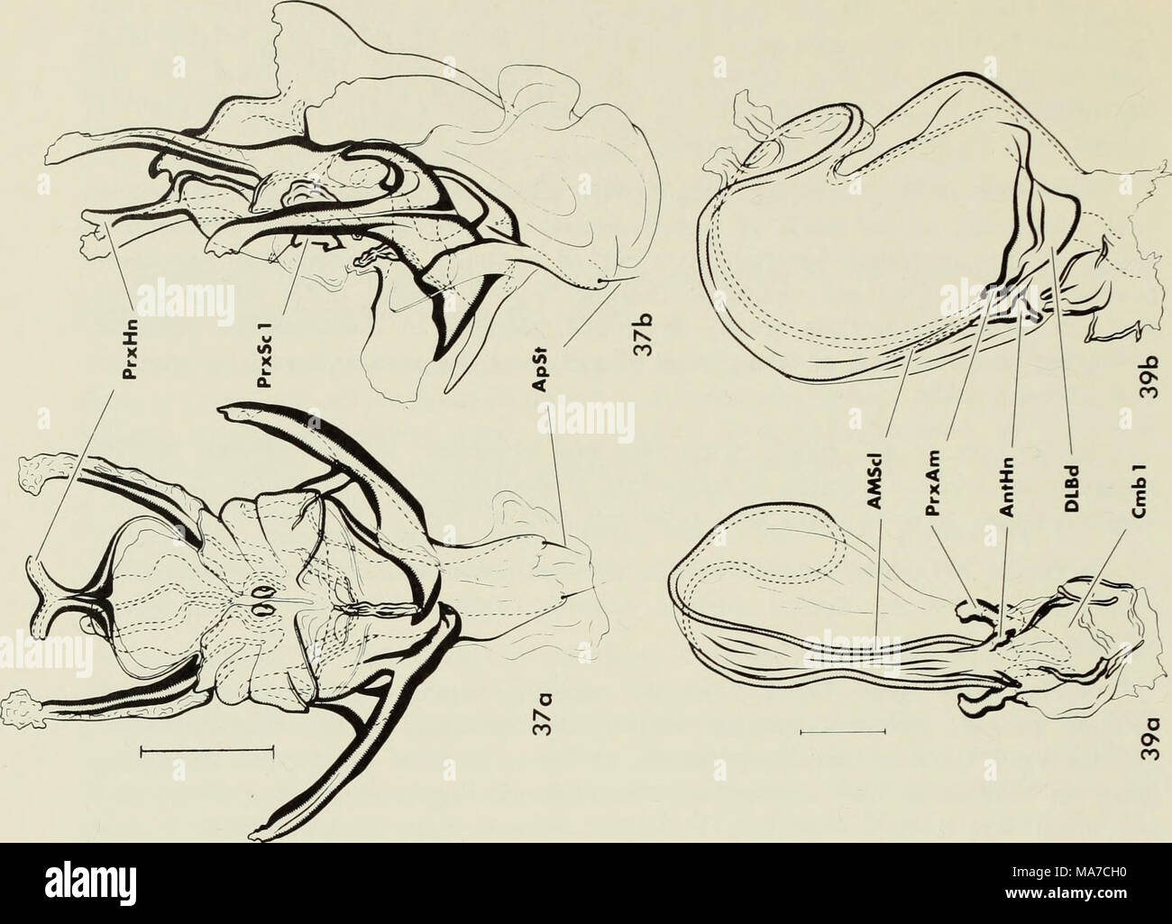 . Die ejakulatorische Komplex in Wasser Milben (Acari: parasitengona): Morphologie und potenziellen Wert für die Systematik. Stockfoto