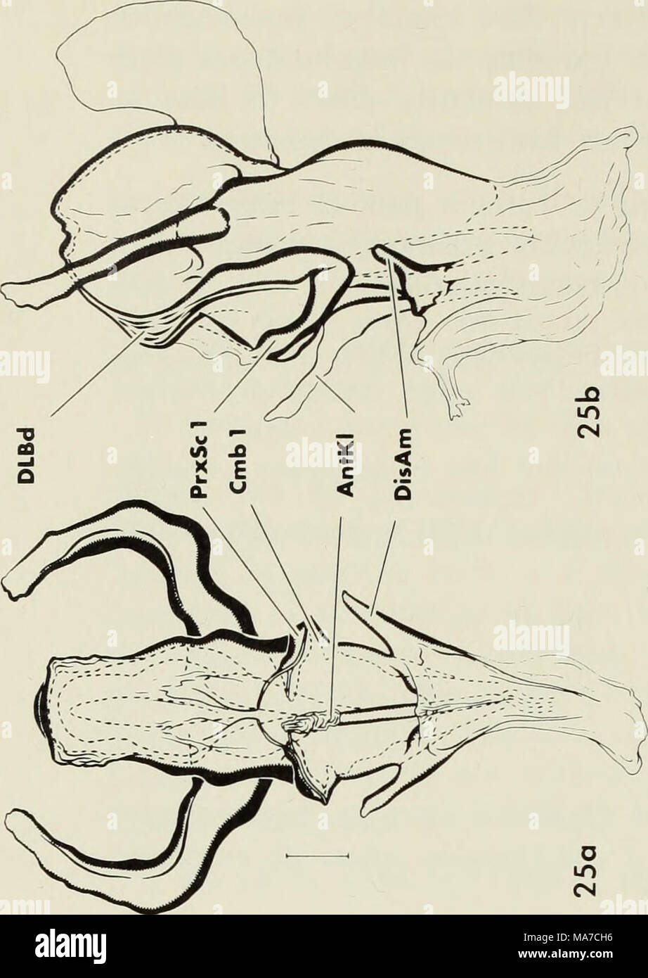 . Die ejakulatorische Komplex in Wasser Milben (Acari: parasitengona): Morphologie und potenziellen Wert für die Systematik. Stockfoto