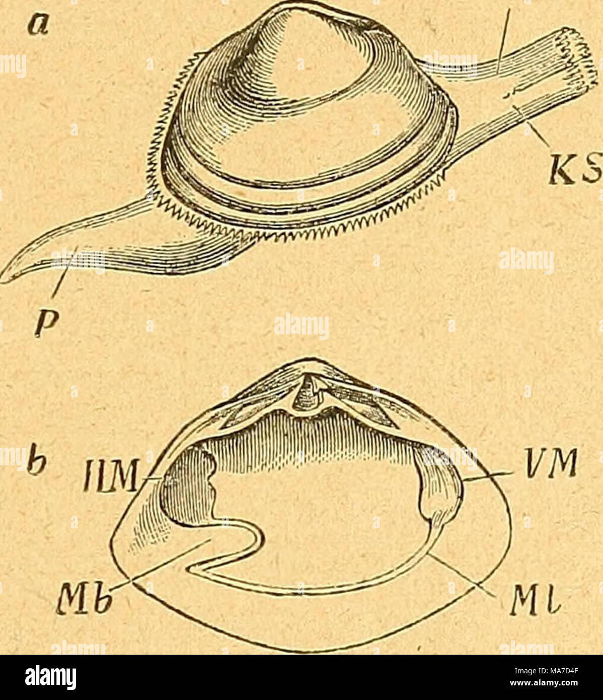 . Einführung in die europäische Meeresmolluskenfauna an der Hand ihrer Hauptrepräsentanten. Text-Fig. 120. Ein Mactra elliptica, Stufe mit Schale. KIS Kloakensipho, KS Kiemensipho, P Fuß. b Linke Schalenklappe von M. Solida. VM-Vorderer Schließmuskel, HM hinterer Schließmuskel, Ml Mantellinie, Mb / Mantelbucht (Claus). Dönax anatinus Linne. Taf. 23. Abb. 3. Schale gr verlängert, glänzend, weißlich oder Hornfarben, fein-gestreift, innen schwach violett. Größe wie Sterben vorige Art.-Aufenthalt: Im Mittelmeer, an den atlantischen Küsten von Europa bis England und teilweise in der Nordsee. Friedrich Stockfoto