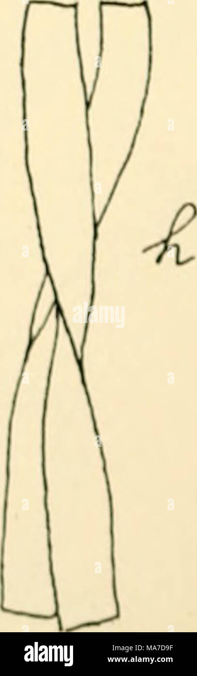 . Einfhrung in die Agrikulturmykolgie. Abb. 19 Ich" und "Leptothrii oohrtoi h. r,</. /,, J Qallio n r11 eine ferrnginea, 0 und/< Spirophyllum feringineam. NhcIi I). Kllis Di"-von Schorlei (1) aufgefundene Clonothrii fusca (FERRU - uint-a) (Kig. "Ein Hut festsitzende Fäden, die Dichotom oder Unregel- mäßig verzweig Sünde, |. [) J (. zylindrischen oder flach scheibenförmigen Zellen binden von einer Srheide umgeben. Vermehrung erfolgt durch kleine, kugelige Sterben, unbewegliche Gonidien, sterben aus den vegetativen Zellen entstehen. Stockfoto