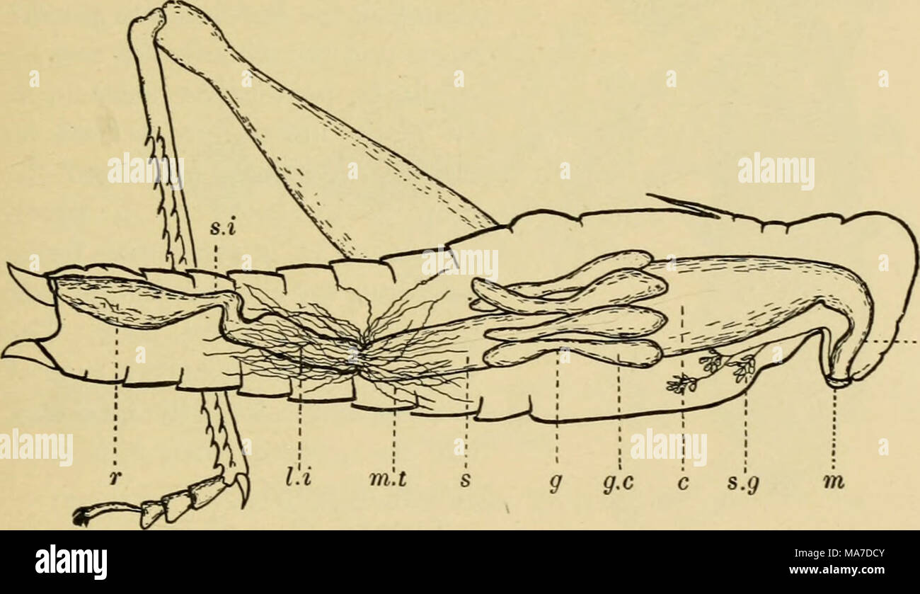 . Elementare Entomologie. Abb. -^ Tj. Verdauungs- und ausscheidungssystem einer Heuschrecke r, beschneiden; g, Muskelmagen, oder proventriculus verdeckt durch caeca; g. c^ gastrischen caeca ;/./, große intes-Tine;;;;;;;;", Mund, m. t, Malpighian Rohre; o, Speiseröhre; r, Rektum; s^Magen; s. g^Speicheldrüsen; s. Ich, kleiner Darm Mund), im Kopf ist und in denen es durch den Speichel gehandelt hat. Im Segment Saugende Insekten den Pharynx fungiert als Pumpen Orgel, wie bereits beschrieben. Der Speichel wird durch die Speicheldrüsen, die sich entlang des Ösophagus in den Thorax, dessen Kanäle an der Unterseite der Zunge offen liegen (hyp abgesondert wird. Stockfoto