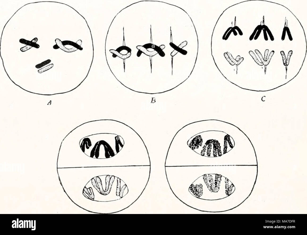 . Einführung in die Vererbungswissenschaft; in zweiundzwanzig Vorlesungen für Studierende, Ärzte, Städte und Gemeinden. Abb. 117, Schema des Verlaufes der Reduktionsteilung bei Annahme von drei Tetraden. Er-klärung im Text. / Gregoire. Abb. njA-E und 118A-C geben den Verlauf der zwei Reifeteilungen in einem Schema wieder, das sich ebensogut in tierische Samenzellen als in pflanzliche Pollenkörner beziehen kann. Bei den Eizellen ist Sterben Reifung im Prinzip ebenso und nur im Detail insofern verschieden, als von den 4 entstehenden Zellen 3 winzig klein und als sogenannte Richtungskörper nicht Bef Stockfoto . Einführung in die Vererbungswissenschaft; in zweiundzwanzig Vorlesungen für Studierende, Ärzte, Städte und Gemeinden. Abb. 117, Schema des Verlaufes der Reduktionsteilung bei Annahme von drei Tetraden. Er-klärung im Text. / Gregoire. Abb. njA-E und 118A-C geben den Verlauf der zwei Reifeteilungen in einem Schema wieder, das sich ebensogut in tierische Samenzellen als in pflanzliche Pollenkörner beziehen kann. Bei den Eizellen ist Sterben Reifung im Prinzip ebenso und nur im Detail insofern verschieden, als von den 4 entstehenden Zellen 3 winzig klein und als sogenannte Richtungskörper nicht Bef Stockfoto