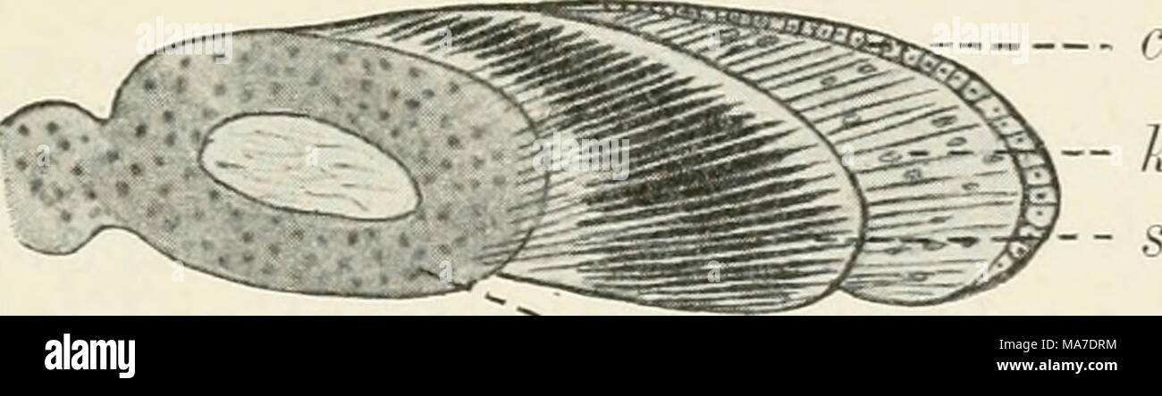 . Einführung in die experimentelle Entwickelungsgeschichte (Entwickelungsmechanik). 9 Abb. 105 A, B, C. Drei Stadien aus der Entwicklung des Hummers, um die Gemein - gleiche Entstehung von ganglienzellen Opticum und eigentlichem Auge zu zeigen. Schemata nach eigenen Präparaten. ein Gangliogene (g) und retinogene (r) Schicht noch vereinigt, b Trennungslinie durchgeführt. c Histologische Ausprägung, Scheidung der Retina r in 3 Schichten [Hornhaut (c), Krystallkegel (Je) und Stäbchen (sj. Das Wenige, über Regeneration von Molluskenstielaugen bekannt ist, nämlich dass hier sterben Exstirpation des Fühlerg Stockfoto
