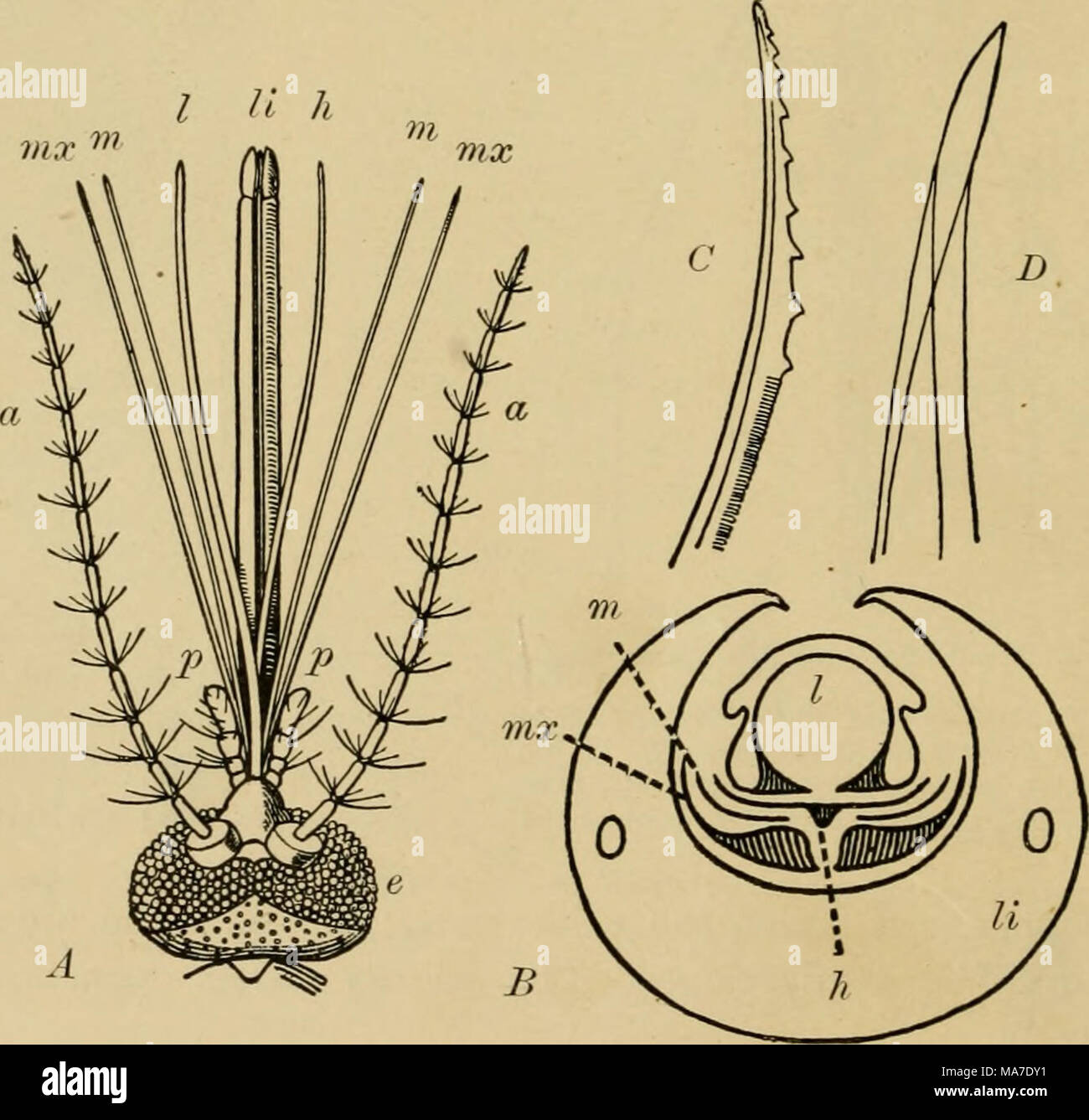 . Elementare Entomologie. Abb. 18. Mund - Teile der weiblichen Moskitos {Ciihxpipiens) ein, dorsalen Aspekt; B, Querschnitt; C, Spitze des Oberkiefers; Z), die Spitze des labrum - epipharynx; (T, Antenne; c, Verbindung Auge; //, hypopharynx;/, labrum - epipharynx; A, Schamlippen; mx, Maxilla; w, Unterkiefer;/, maxillaris palpus, (nach Folsom und Dimock) Stockfoto