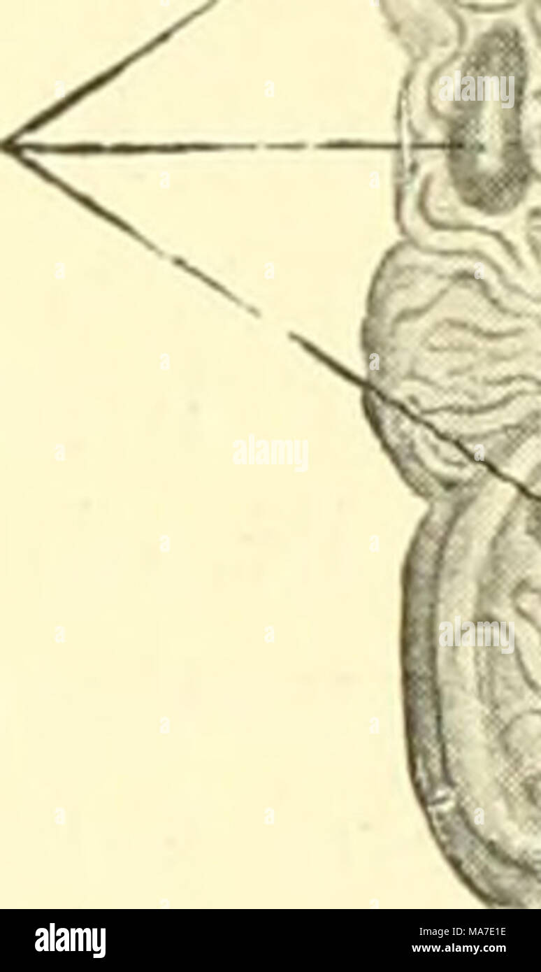 . EinfÃ¼Hrung in die vergleichende Anatomie der Wirbeltiere, für Studierende. Urniere (fertig) Urniere (in der Anlage). 304. Das Exkretionssystem' von Petro-myzon fluviatilis, 22 mm lang, von der Mir-Dialen Seite abgebildet. / Wheeler. In der Abbildung ist nur ungefÃ¤hr die HÃ¤lfte des' primÃ¤ren Harn-Leiters dargestellt. KaudalwÃ¤rts von der Vorniere ist der Sammelgang stark gewunden. Der vorniere sind vier Nephrostome und gelapjjter Glomerulus vorhanden. Der urniere Vorniere und Balatonfüred eine groÃe, kanÃ¤lchenfreie Strecke. Stockfoto