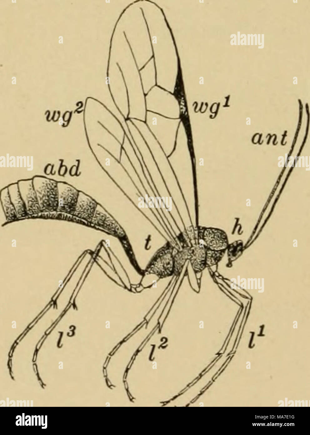 . Elementare Entomologie. Abb. 7. Eine parasitäre Fliege, zeigen Teile eines typischen Insekt ant^Antennen; h, Leiter;/, thorax; abd, Abdomen; wg, Flügel;/, Beine ist ein Ärgernis und wird von der Haushälterin verabscheut. Einige der tropischen myriapods erreichen relativ groß, mehrere Zentimeter lang und Giftzähne im Zusammenhang mit dem Mund - Teile tragen. Die Insecta, Hexapoda, gehören die tme Insekten, die bilden die größte Gruppe der Tiere so weit wie sowohl die Anzahl der verschiedenen Arten und die Anzahl der Personen betroffen sind. Über 300.000 verschiedene Arten wurden bereits beschrieben, Stockfoto