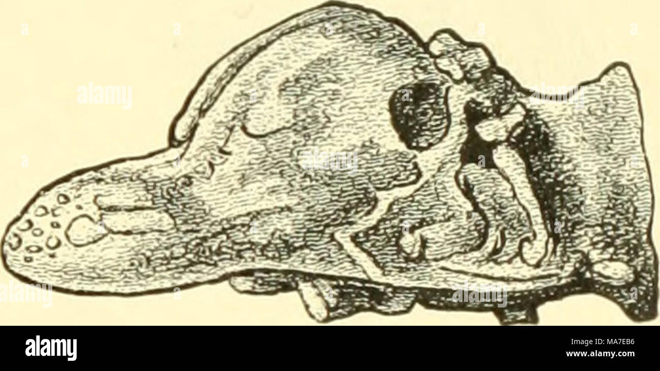. Einführung in die vergleichende Anatomie der Wirbeltiere, für Studierende.jP Abb. 1 C 3. St e i n k e r n c von Gehirnen eocä n e r Säugetiere, / Marsh. Ein Schädel mit eingezeichnetem Gehirn von Tillotherium fodiens, B von B ron Toth e r ie m ingens, C von Coryphodon hamatus, D von Dinoceras mirabile, E und K ventrale und seitliche Ansicht des Geiiirnes von Dinoceras mirabile. bei Dinoceras, ja es kleinste Wirbeltiergehirn. Riechnerven. Krieg in of this Beziehung überhaupt das außerordentlich stark entwickelt waren Sterben H i r n g e w i c h t. Die schwersten Gehirne zentrieren Säuger finden sich Stockfoto