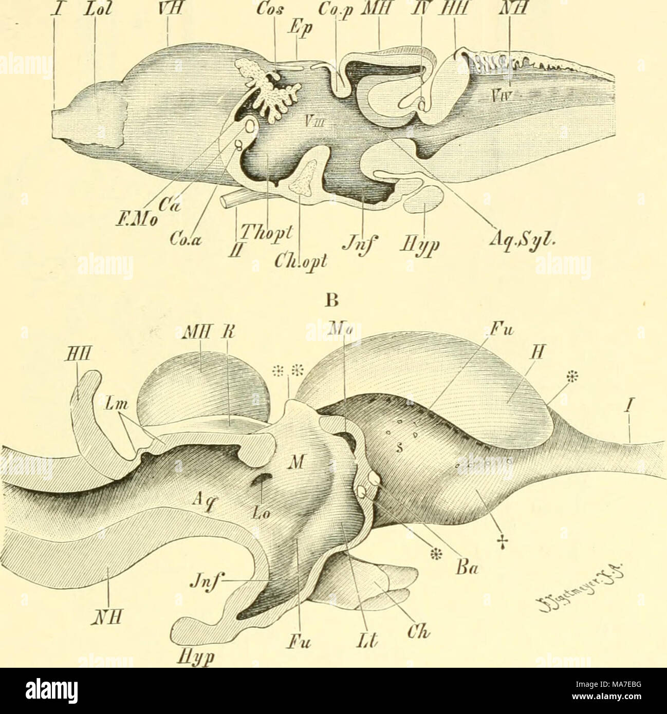 . Einführung in die vergleichende Anatomie der Wirbeltiere, für Studierende. Abb. 153. Ein Sagittalschnitt durch das Gehirn von Rana. B Derselbe Schnitt durch das Gehirn von Hatteria punctata. (A / II. F. Osborn) Ansicht der Ventrikelhöhlen. Aq. und Aq. Syl. Aquaeductus Sylvii ccrebri (), Ba, Ca Cöunnissuni pallii anterior, darüber ist das Foranien interventriculare (Monroi) [F. Mo und Mo], dorsalwärts Balatonfüred im froschgehirn der lappige (weiß gehaltene) Plexus chorioideus, Ch.opt und eil Chiasnia nervorum opticuiu, Co. eine Coiuraissura anterior (Stauimconinnssur); dieselbe ist bei Hatteria durch ei Stockfoto