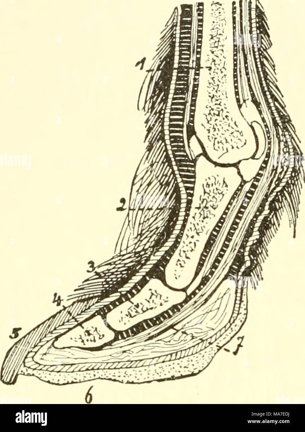 Einfuhrung In Die Vergleichende Anatomie Der Wirbeltiere Fur Studierende Rig 129 Langsschnitt Durch Die Hand V O N Lani A A Uch En Ia Glama M Weber 1 Mittelhand 2 3