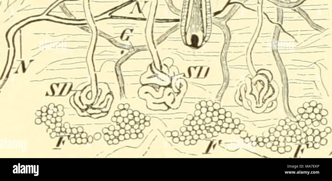 . Einführung in die vergleichende Anatomie der Wirbeltiere, für Studierende. Co Bild. 14. Schnitt durch die Haut des Menschen. Co Corium, D Haarbalgdrüsen (Glandulae sebaceae), F, F Subcutanes Fett (Panniculus adiposus), (r Gefäße im Corium, GP Gefäßpapillen, H 5,2Km, iV Nerven im Corium, NP Nervenpapillen, "Sc Stratum corneum, SD, SD Schweißdrüsen mit Stand Ausführungsgüngen, SD, SD^^, SM Stratum germinativum (Malpighii). Auch noch andere Epidermisbil-dungen (Verhornungen) bei den Säugern eine große Rolle. Dahin Start sterben Schuppen, Nägel, Hufe, Klauen, Krallen, Hörner, Schwielen, sterben- v Stockfoto
