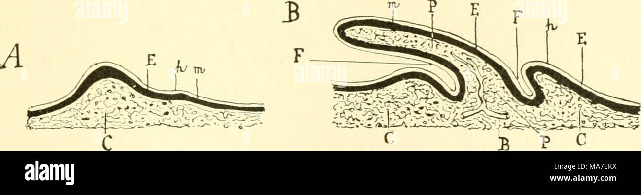 . Einführung in die vergleichende Anatomie der Wirbeltiere, für Studierende. Abb. 9. Zwei Stadien der e r s te n w Ed er e n t wie k eluug. Halbschematisch. JS Blut - Gefäß, C Cutis, U wuchernde Epidermis, F Follikelanlage, h Hornschicht der Oberhaut, m Stratum germinativum (Malpighii), P Pulpa der Papille. So verschieden auch die Feder mit dem ersten Anblick von der Reptilschuppe erscheint, so ist sie doch in ihrer Grundanlage / letzterer bereits angebahnt und stellt gleichsam nur eine weitere Fort-bildung derselben dar. Beide sind auch homologe Bildungen, und stirbt zeigt auch, bis zu ein Stockfoto