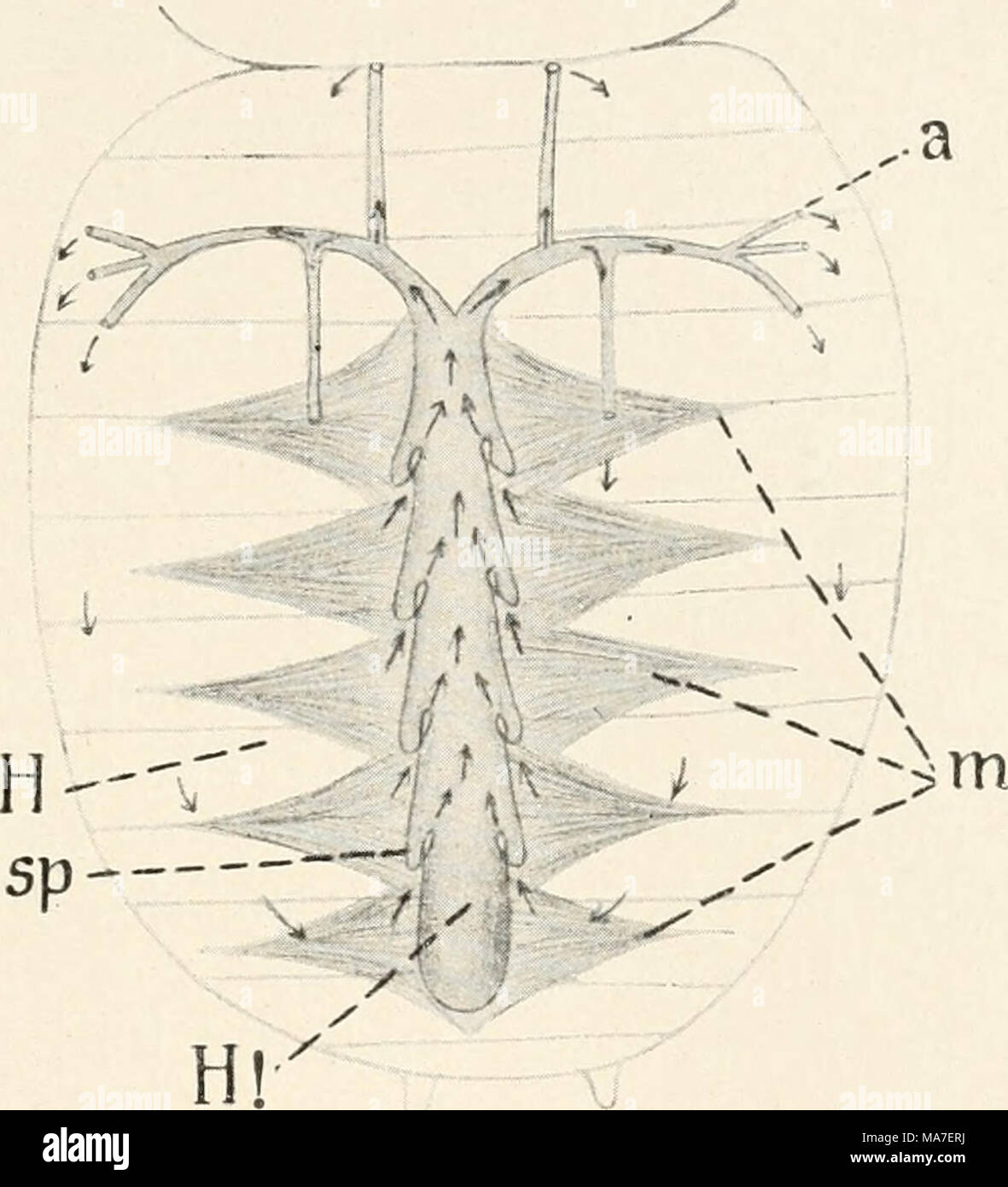 . Einführung in die Biologie. Abb. 129. Herz der Küchenschabe. wird. Das Pumpwerk selbst ist auch hier höher entwickelt, das Gefäß-Netz aber Orig. weniger geschlossen, jahrforschung aus einem großen offenen Leibeshöhlenraum (//) sterben Blutflüssigkeit in das Herz selbst (H!) ein-gepreßt wird, von diesem dann in der Richtung vorn weiter geführt und in 3 Adern (ä) verteilt wird, die sich schließlich in Netze um die einzelnen Organsysteme / auflösen. Ein besonderes rückführendes System ist aber nicht vorhanden, es dient hierfür der erwähnte große Spaltraum, in welchem sich bei Kämpfen mit z auf. B. in der di Stockfoto